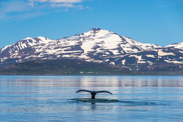 Walschwanz taucht in isländischem Fjord unter