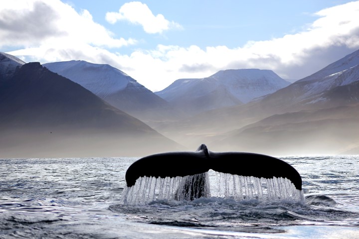 Wale und Berge in Island 