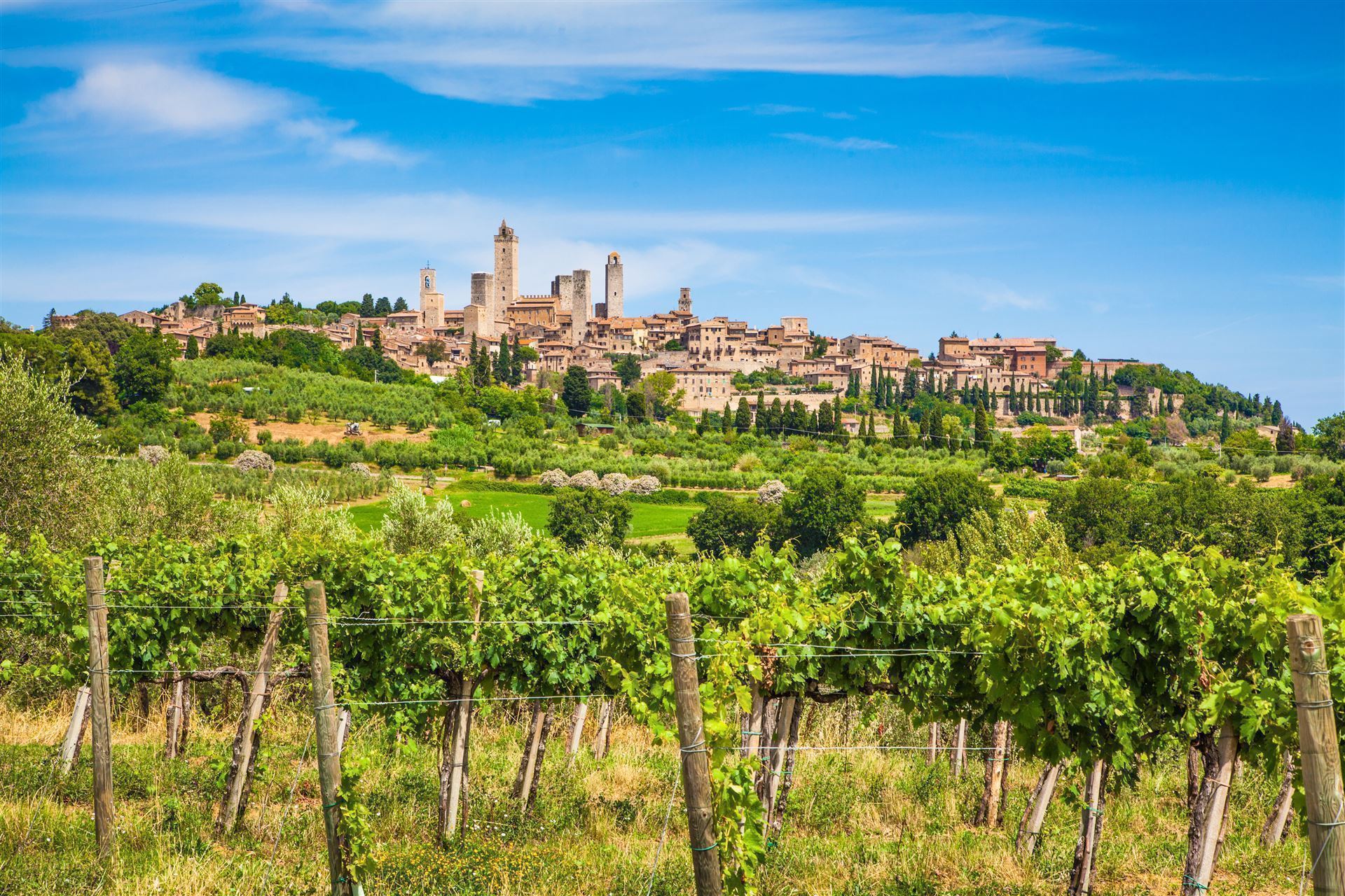 San Gimignano Weinberge
