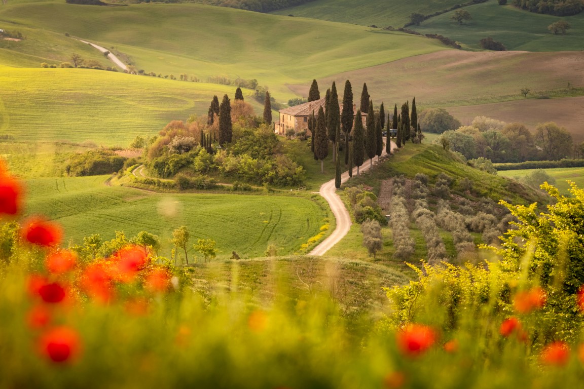 Mohnblumenfeld in der Toskana Podere Belvedere in San Quirico d'Orcia in der Region Val d Orcia 