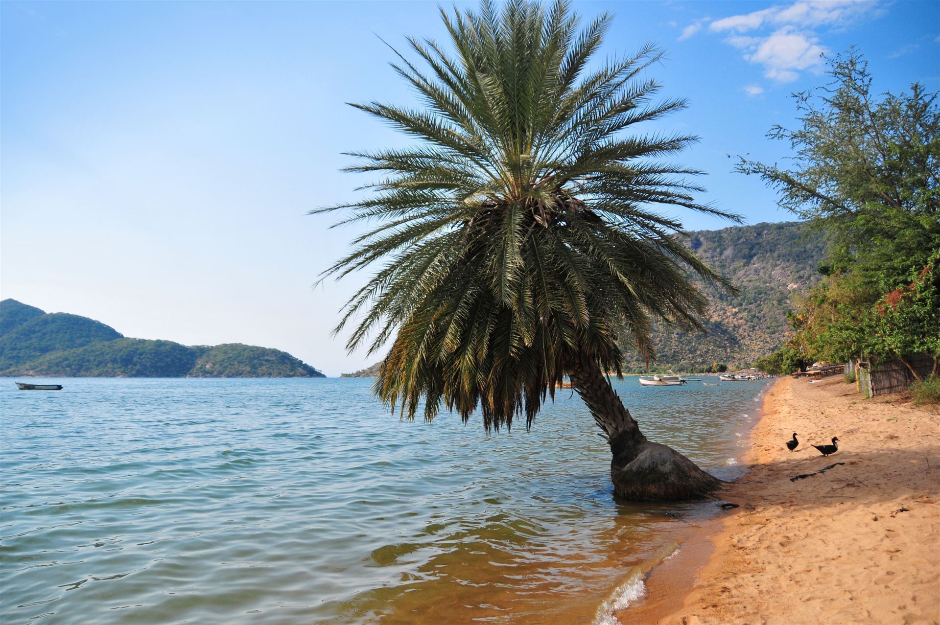 Strand mit Palme