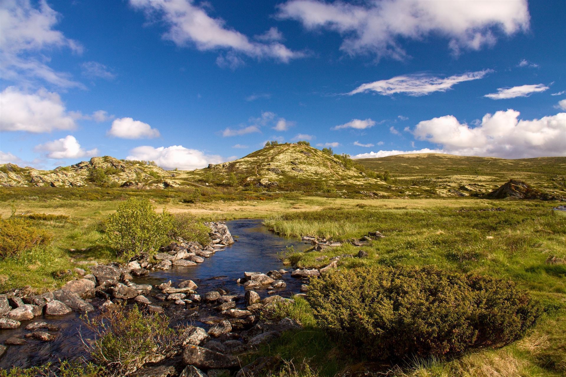  Dovrefjell National Park, Norwegen