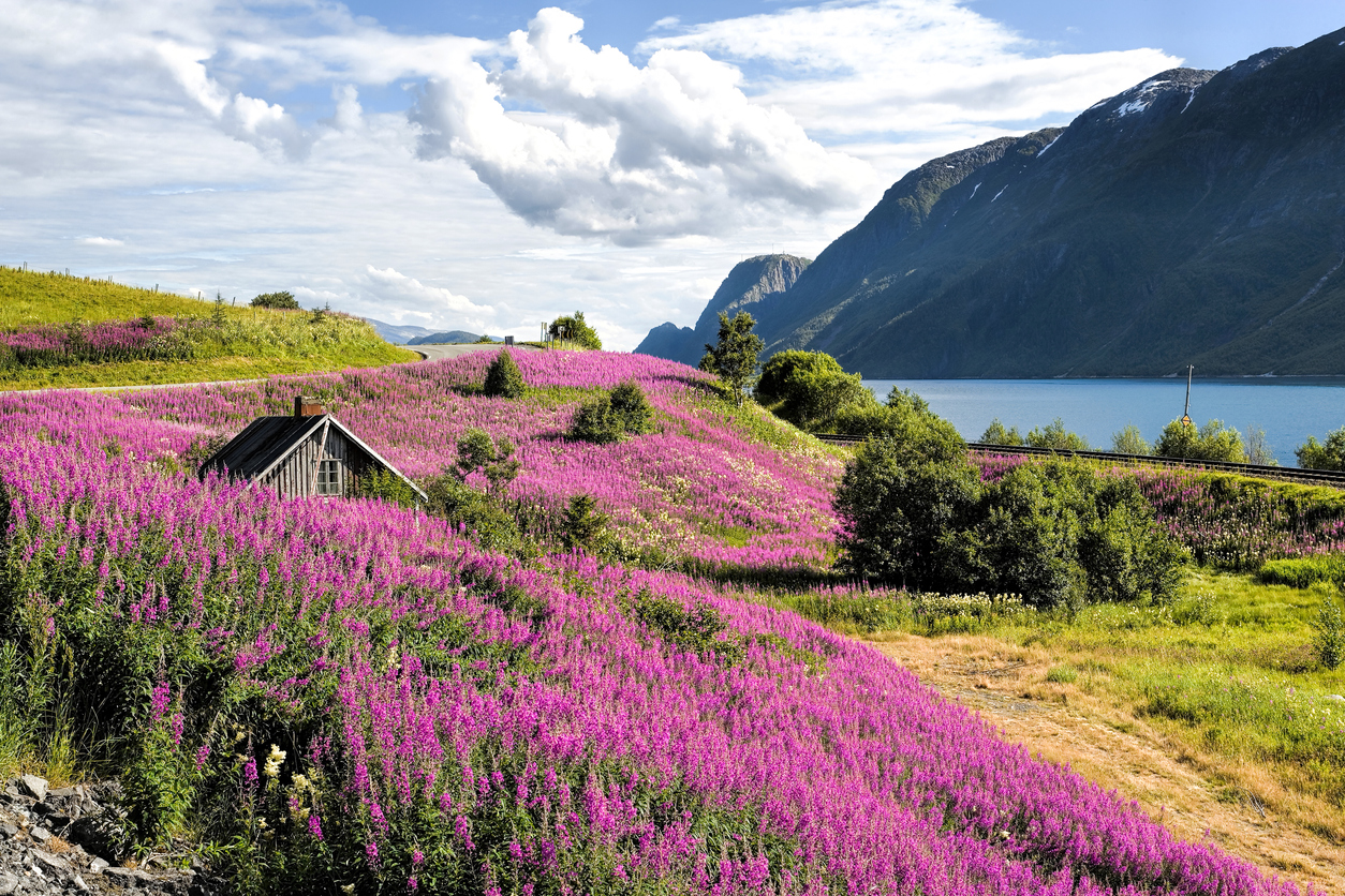 Sognefjord im Sommer