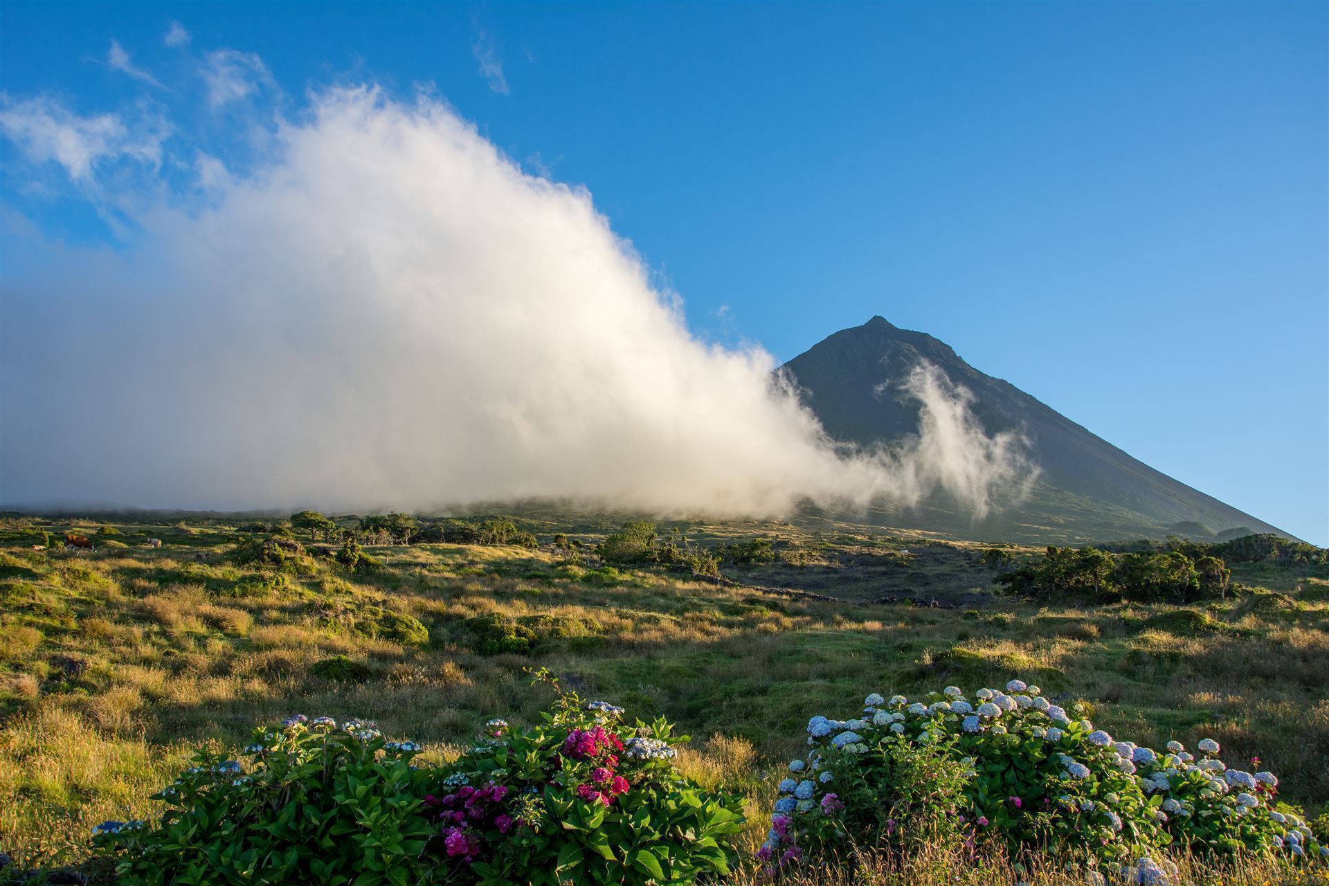 Insel Pico