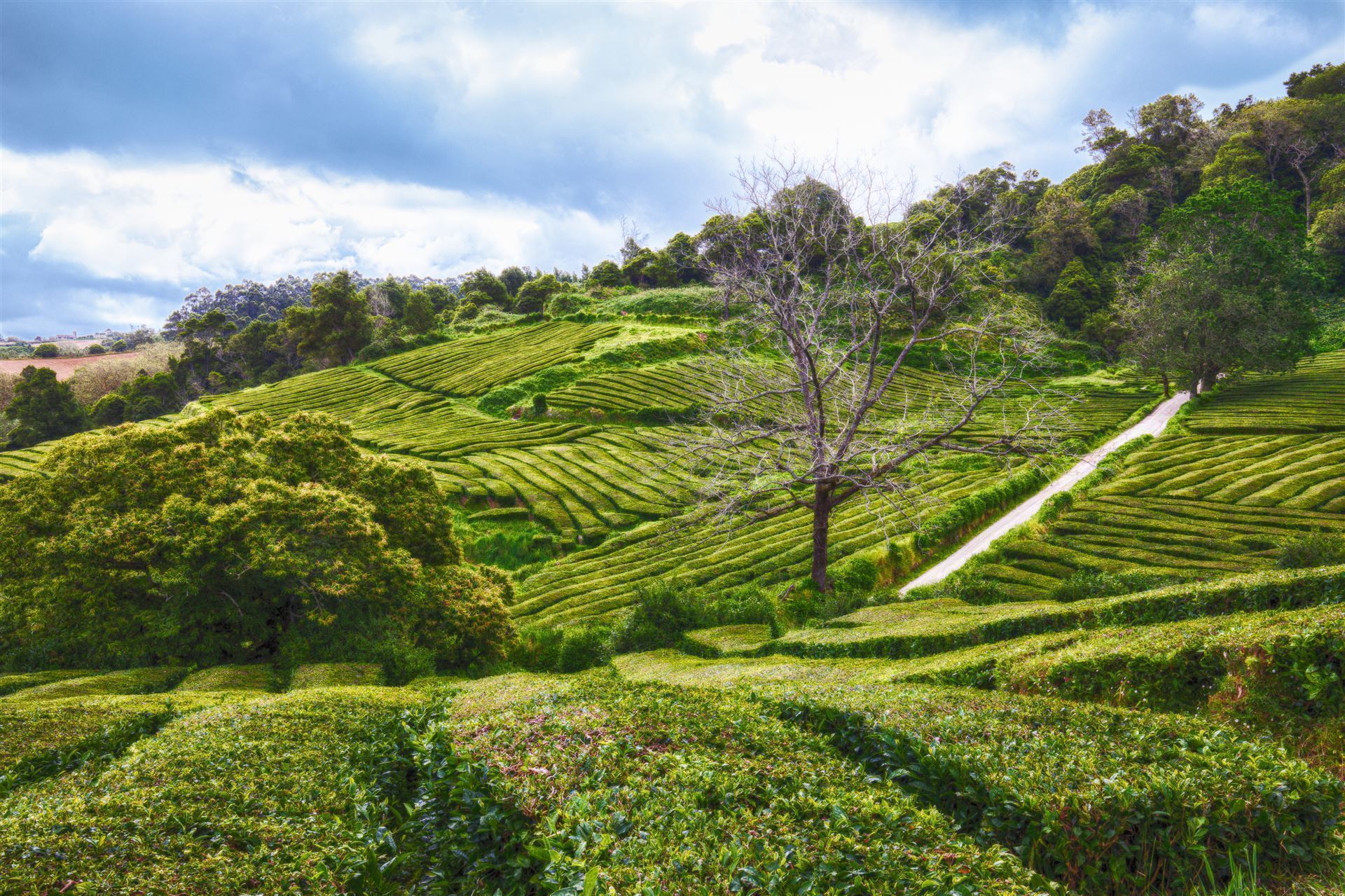 Teeplantage Gorreana