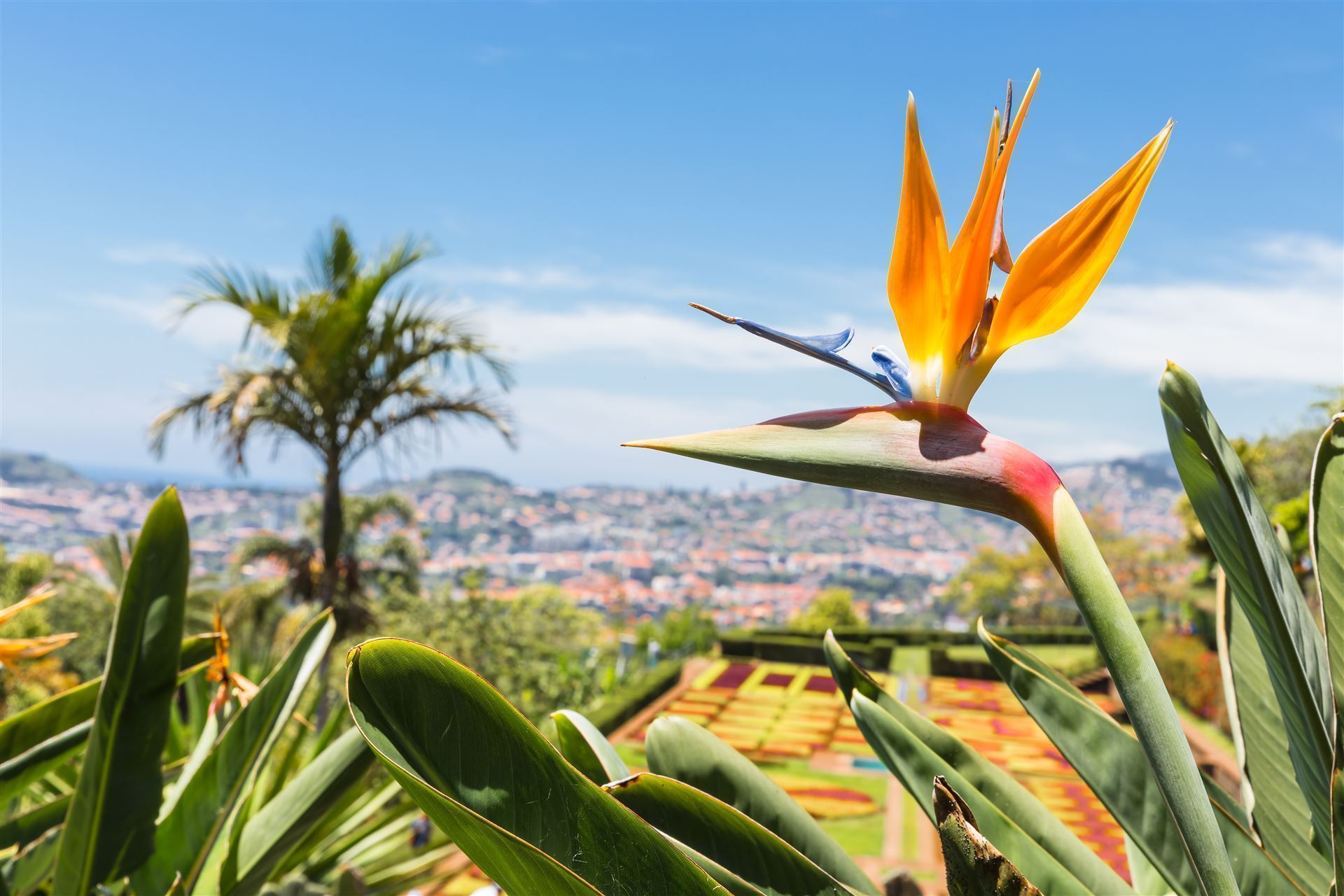 Strelitzia im botanischen Garten