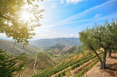 Portugal_Alentejo_Weinanbau