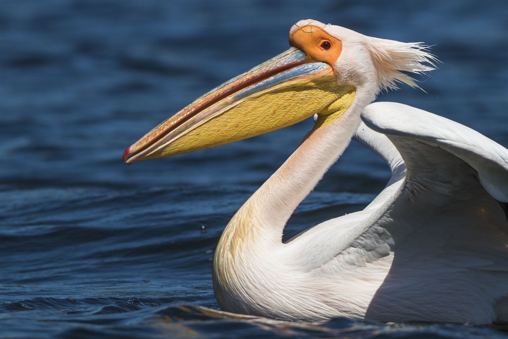 Pelikan im Wasser