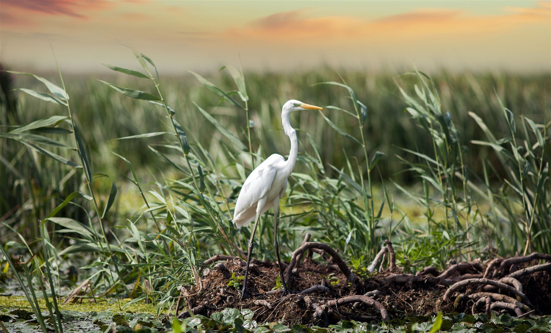 Kranich im Donaudelta