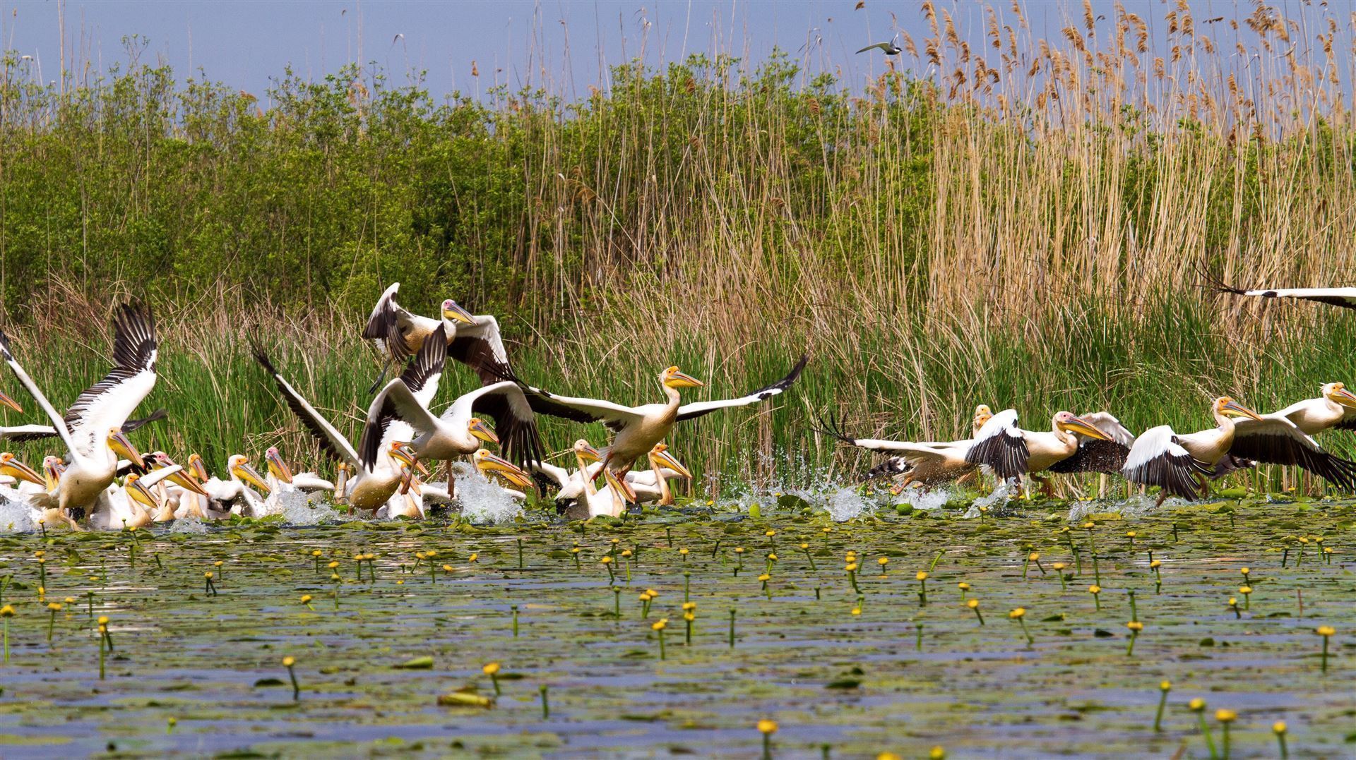 Pelikane im Delta
