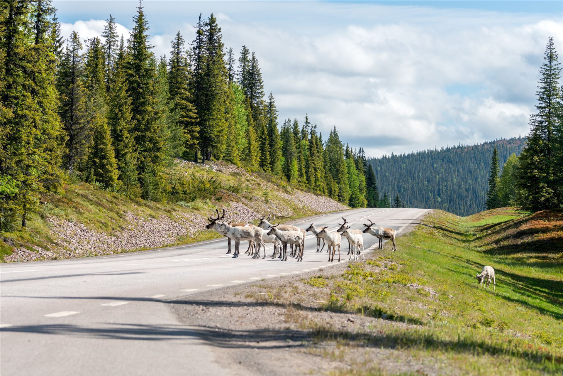 Renntiere auf der Straße bei Arvidsjaur