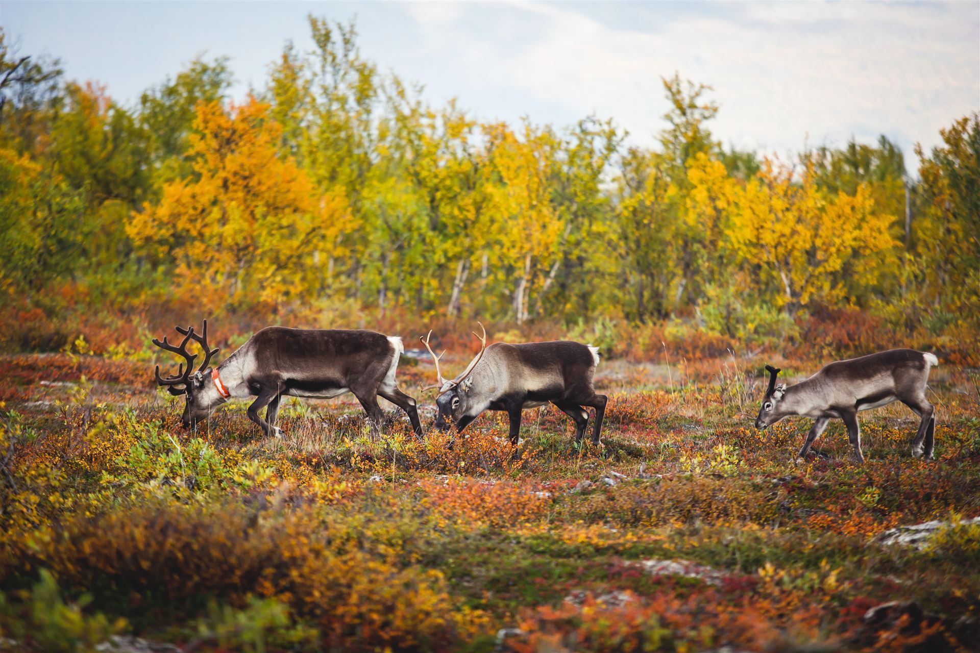 Gruppenherde von Hirschen im Abisko Nationalpark