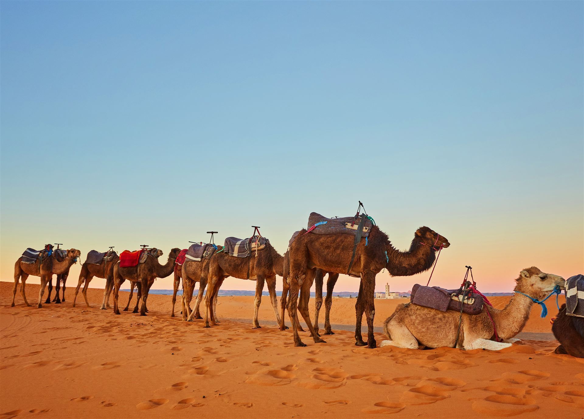 Kameltrekking in der Sahara