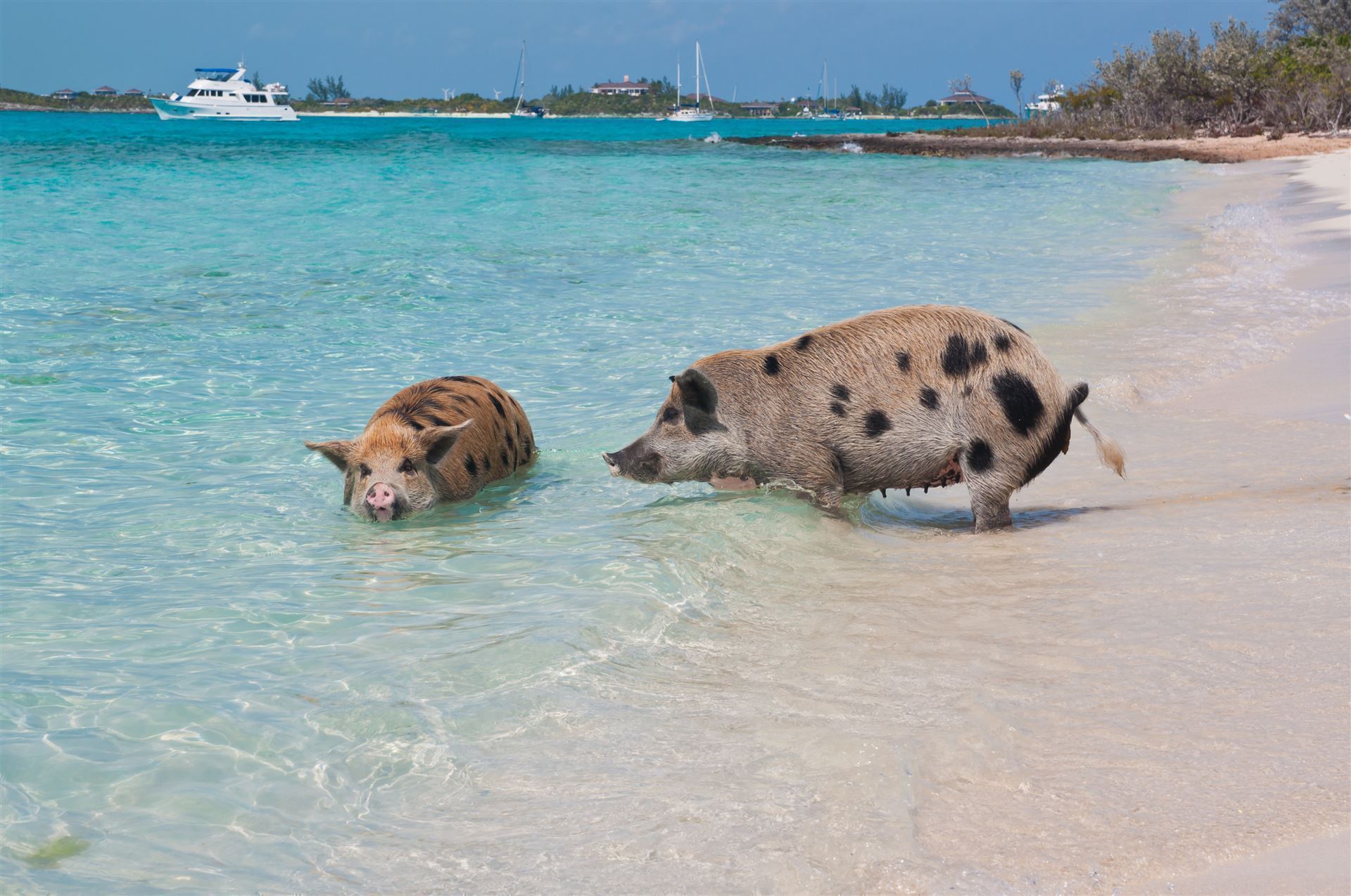 2 Schweine im Wasser
