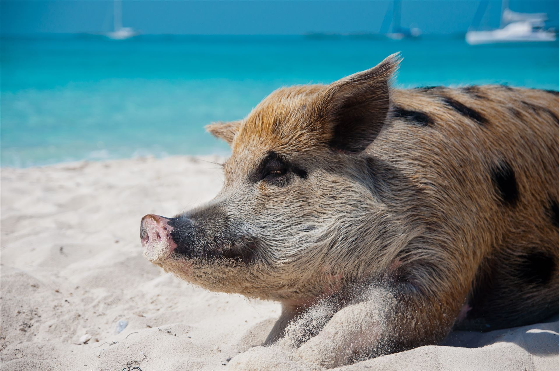 sonnenbadenes Schwein