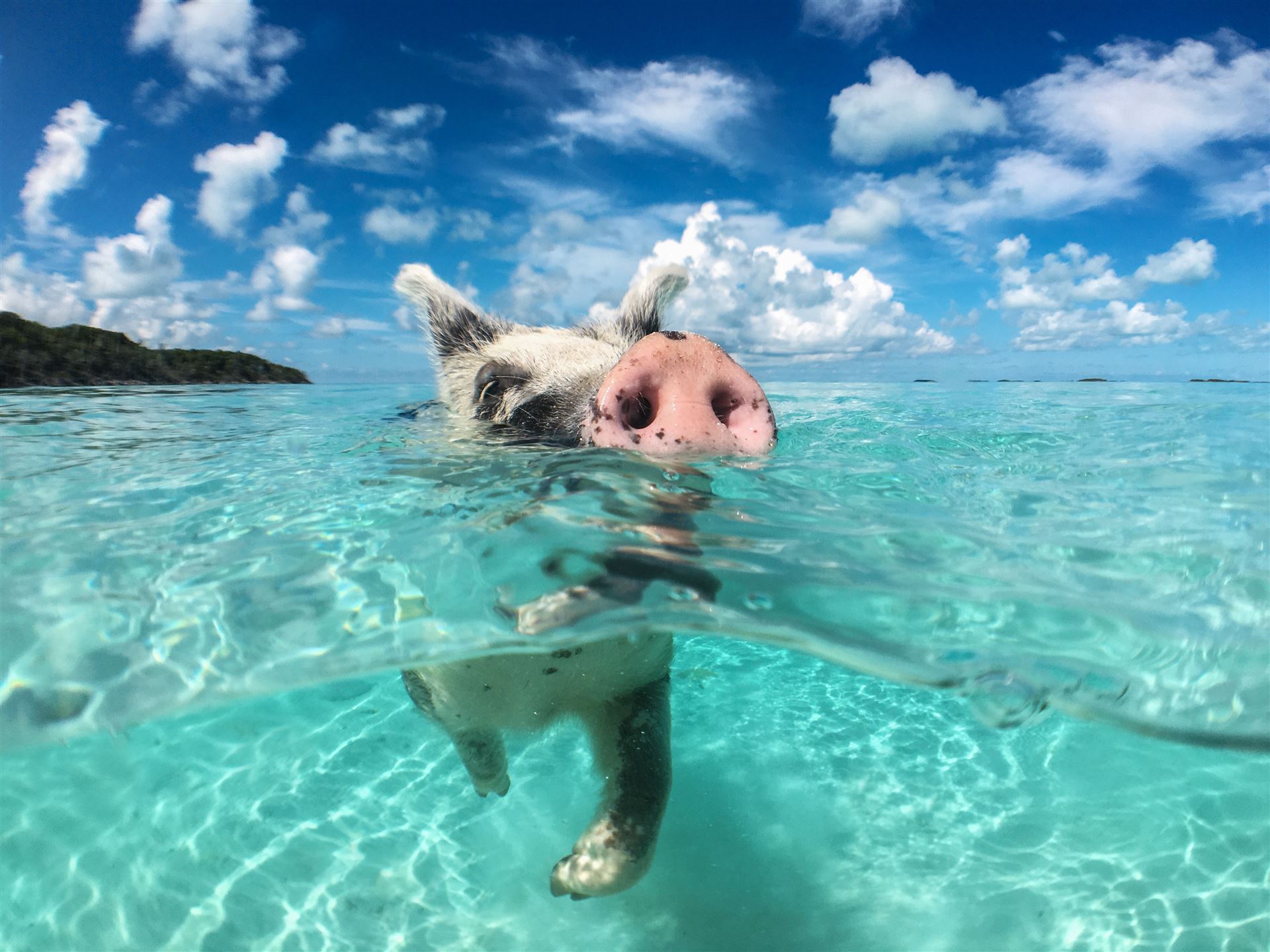 schwimmendes Schwein