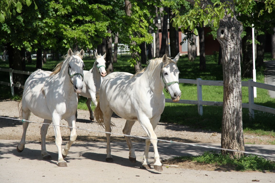 Weiße Lipizzaner, Lipica, Slowenien
