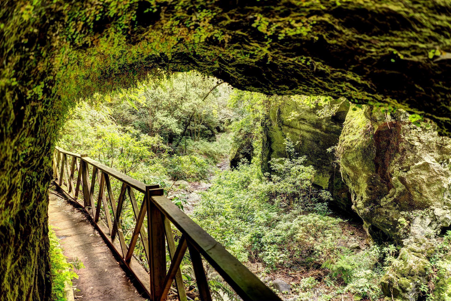 Lorbeerwald Los Tilos