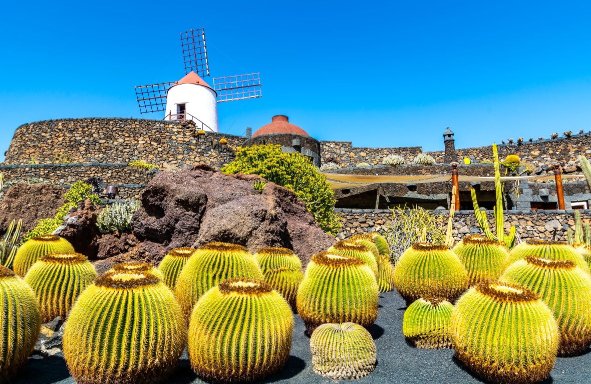 Tropischer Kaktusgarten (Jardin de Cactus) im Dorf Guatiza auf Lanzarote