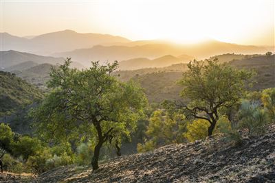 Andalusien Landschaft Olivenbäume