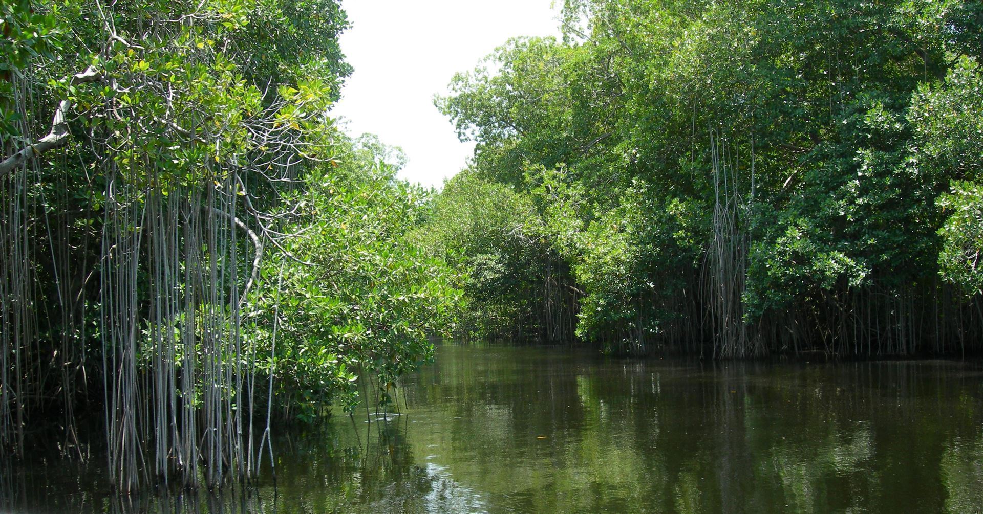 Mangroven im Black River
