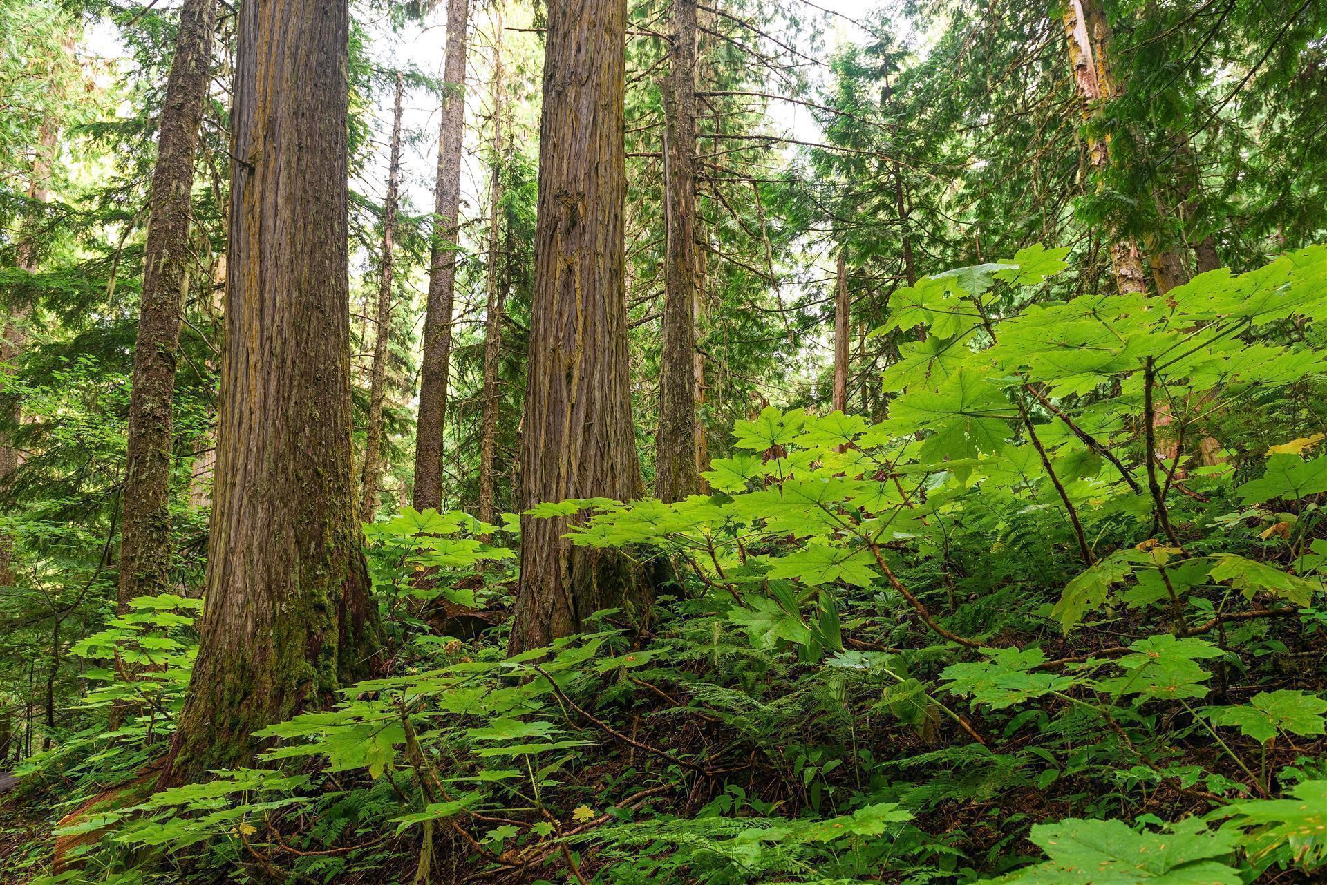 Ancient Forest