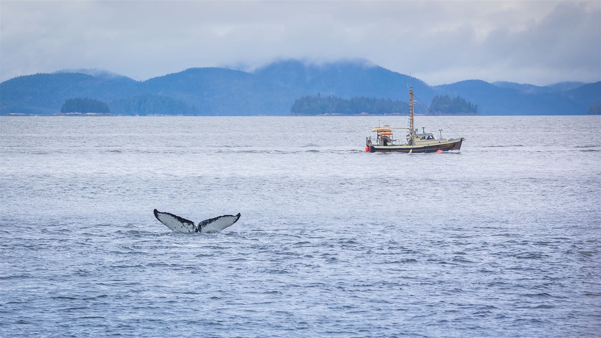 Wale vor der Küste Prince Rupert