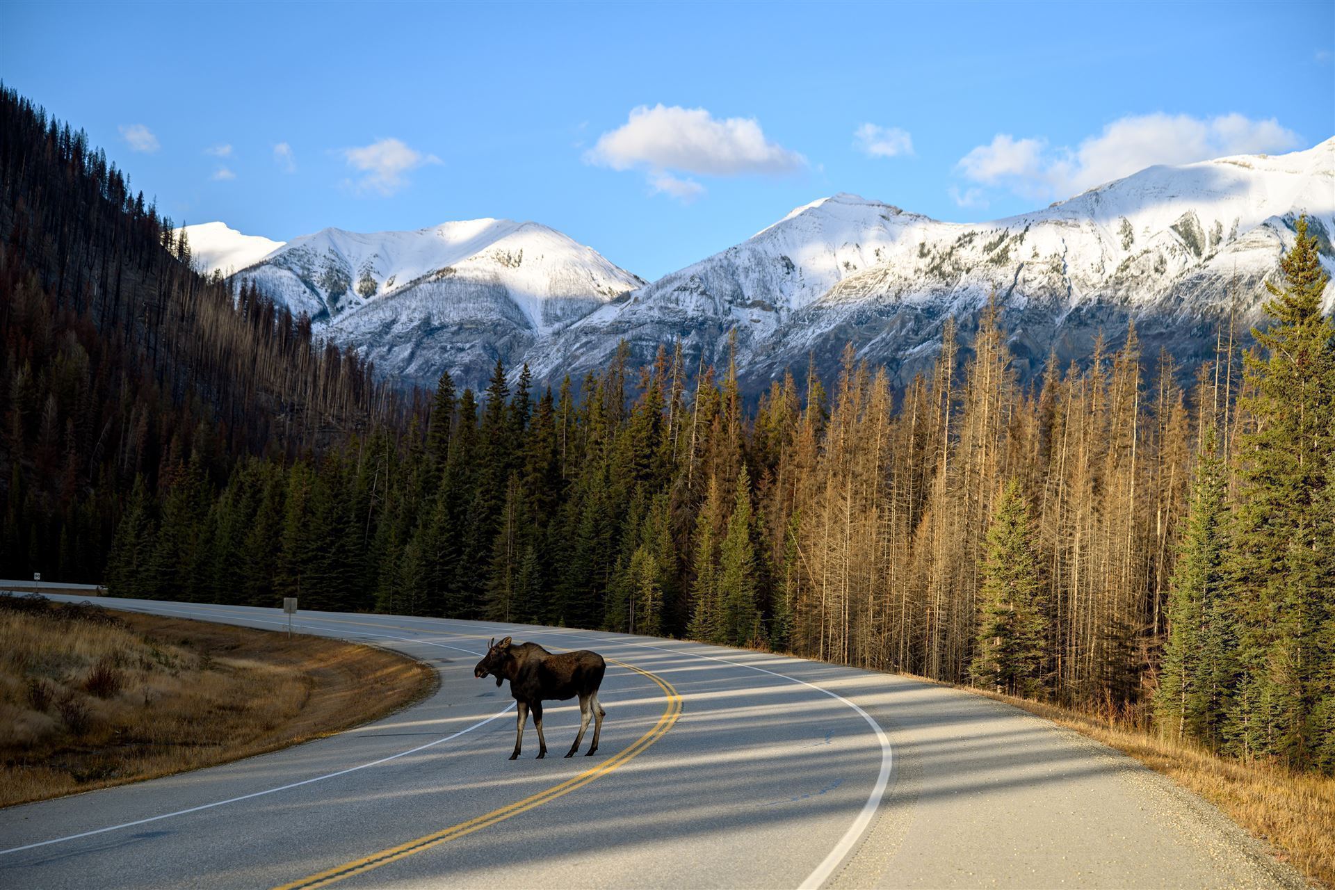 Elch im Kootenay Nationalpark