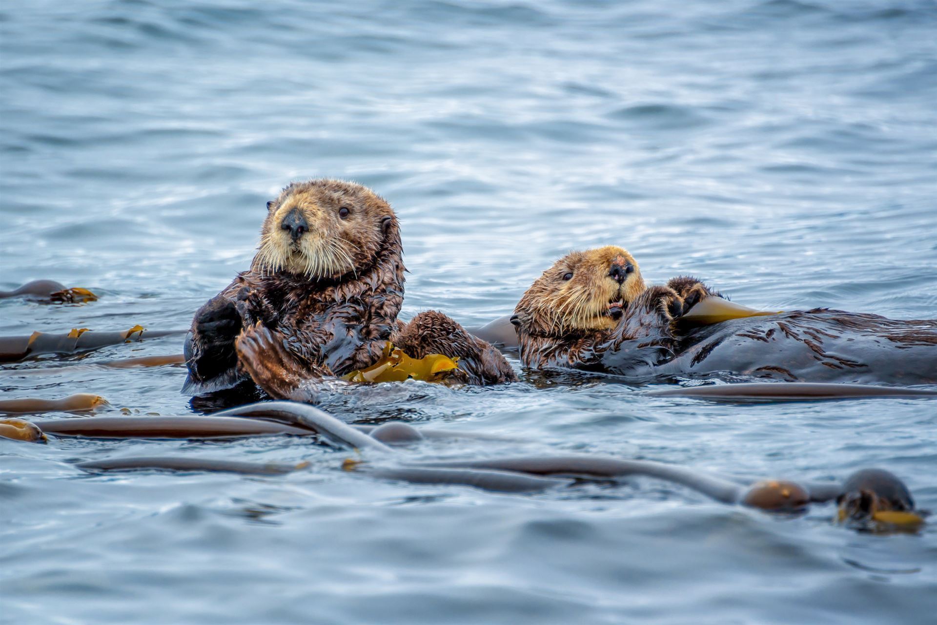 Seeotter in Tofino