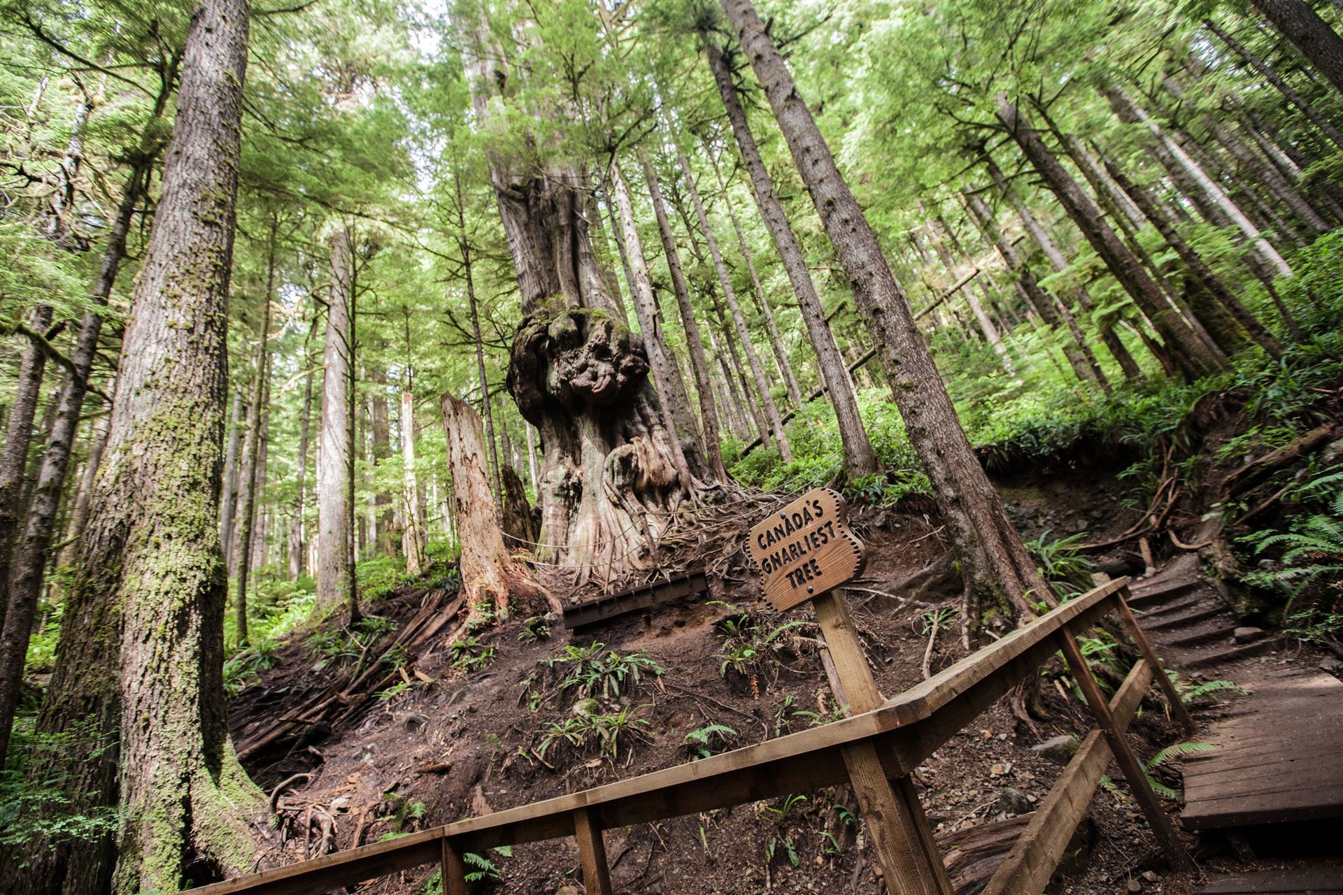 Avatar Grove