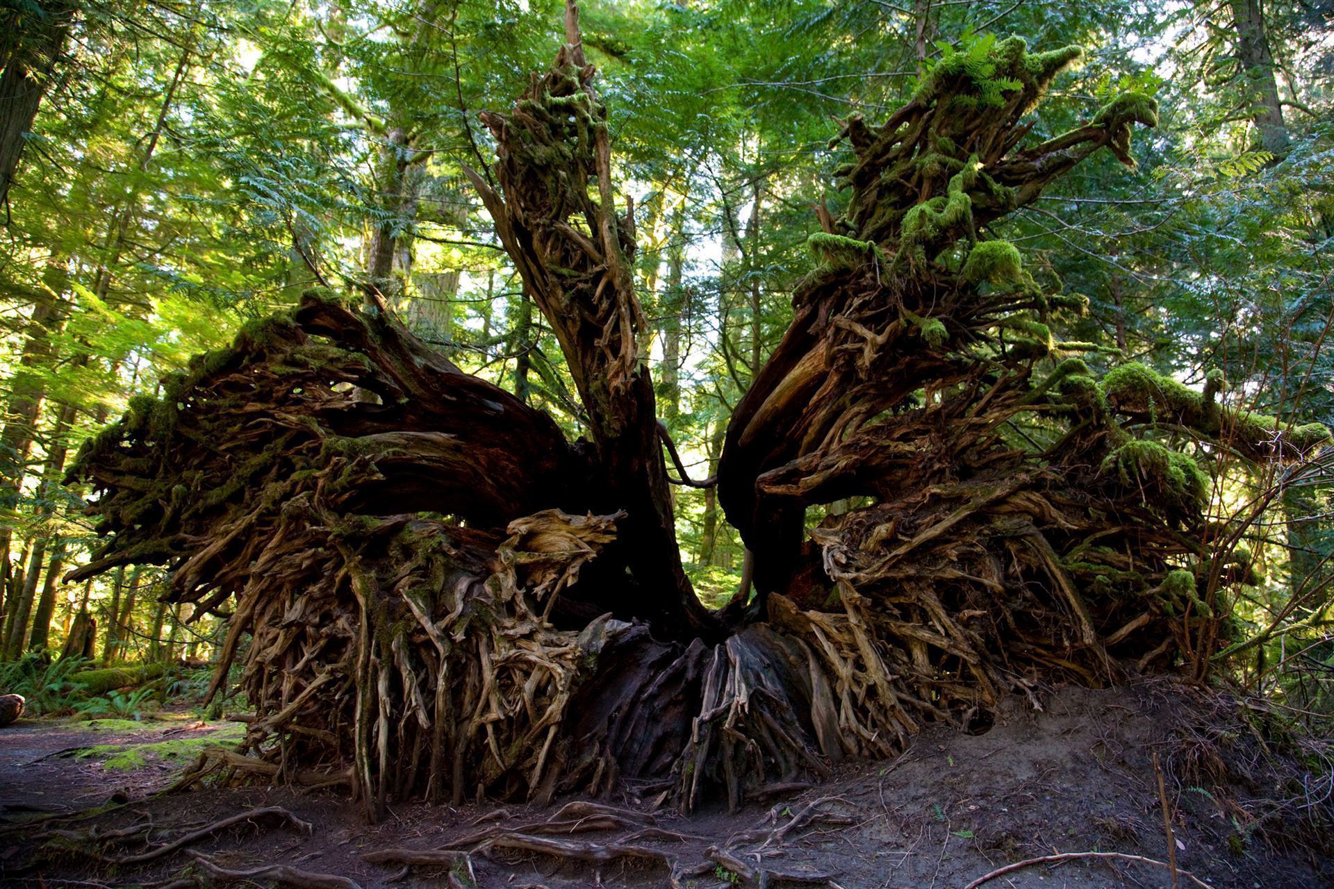 Entwurzelter Baum in der Cathedral Grove