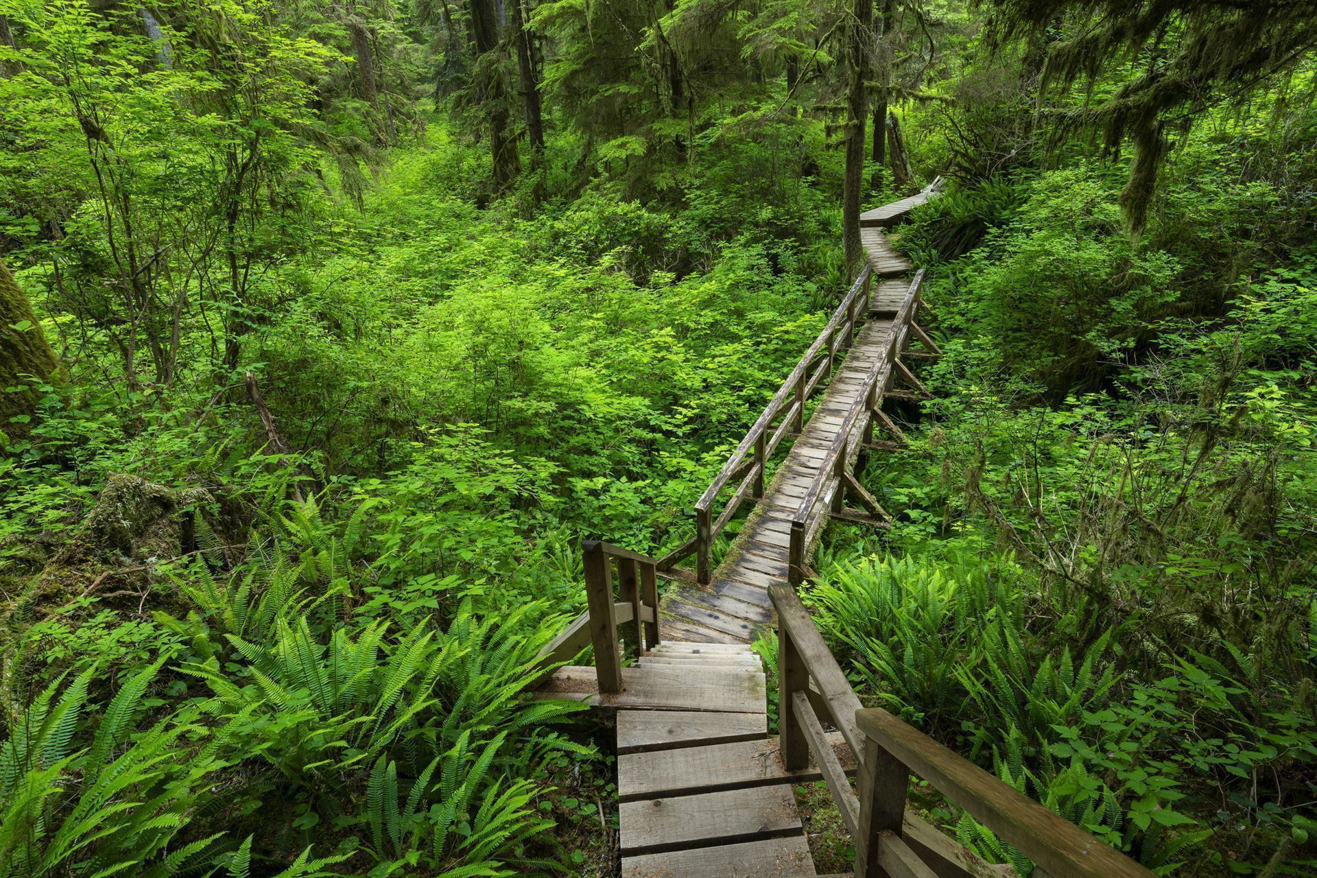 Rainforest Trail im Pacific Rim Nationalpark
