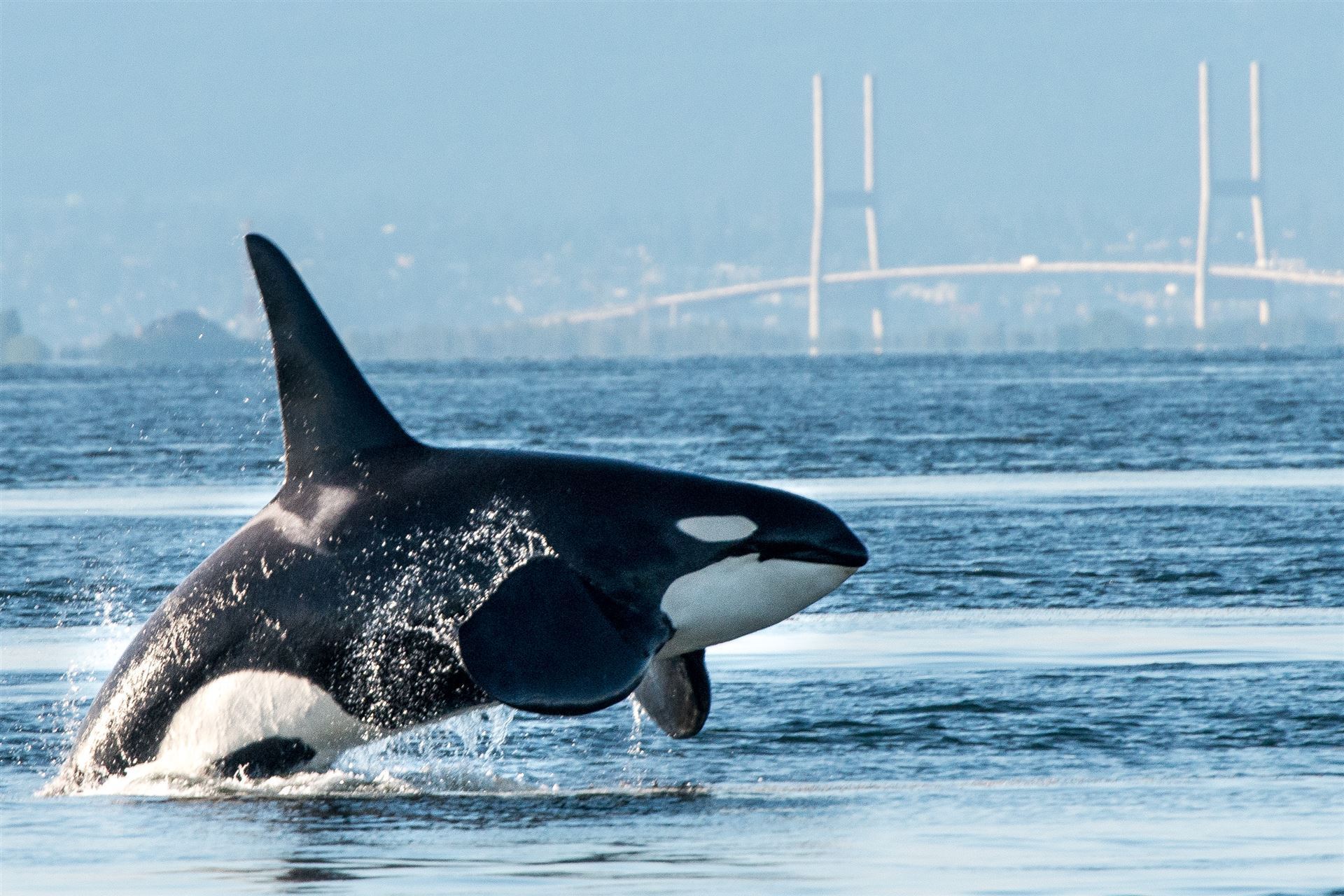Orcas vor Vancouver