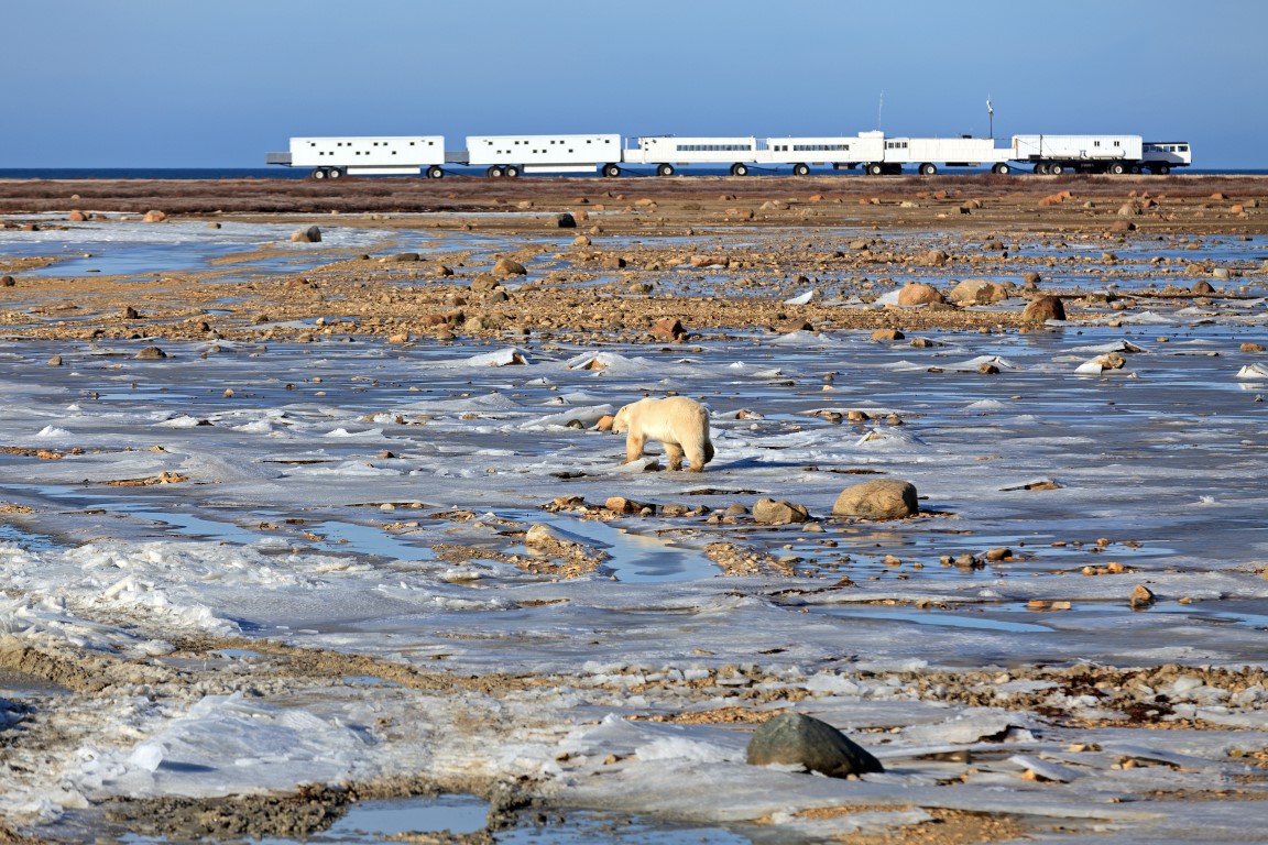 Eisbärensafari