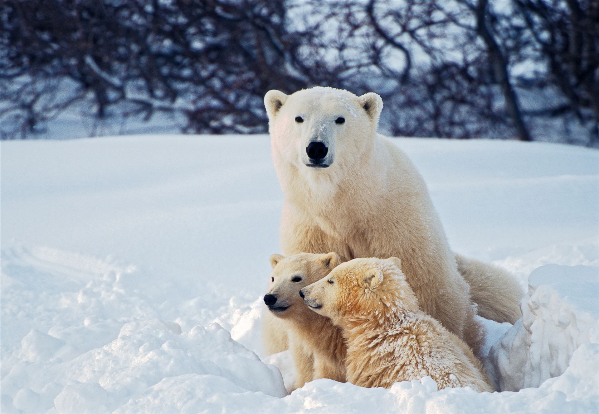 Eisbären in der Hudson Bay