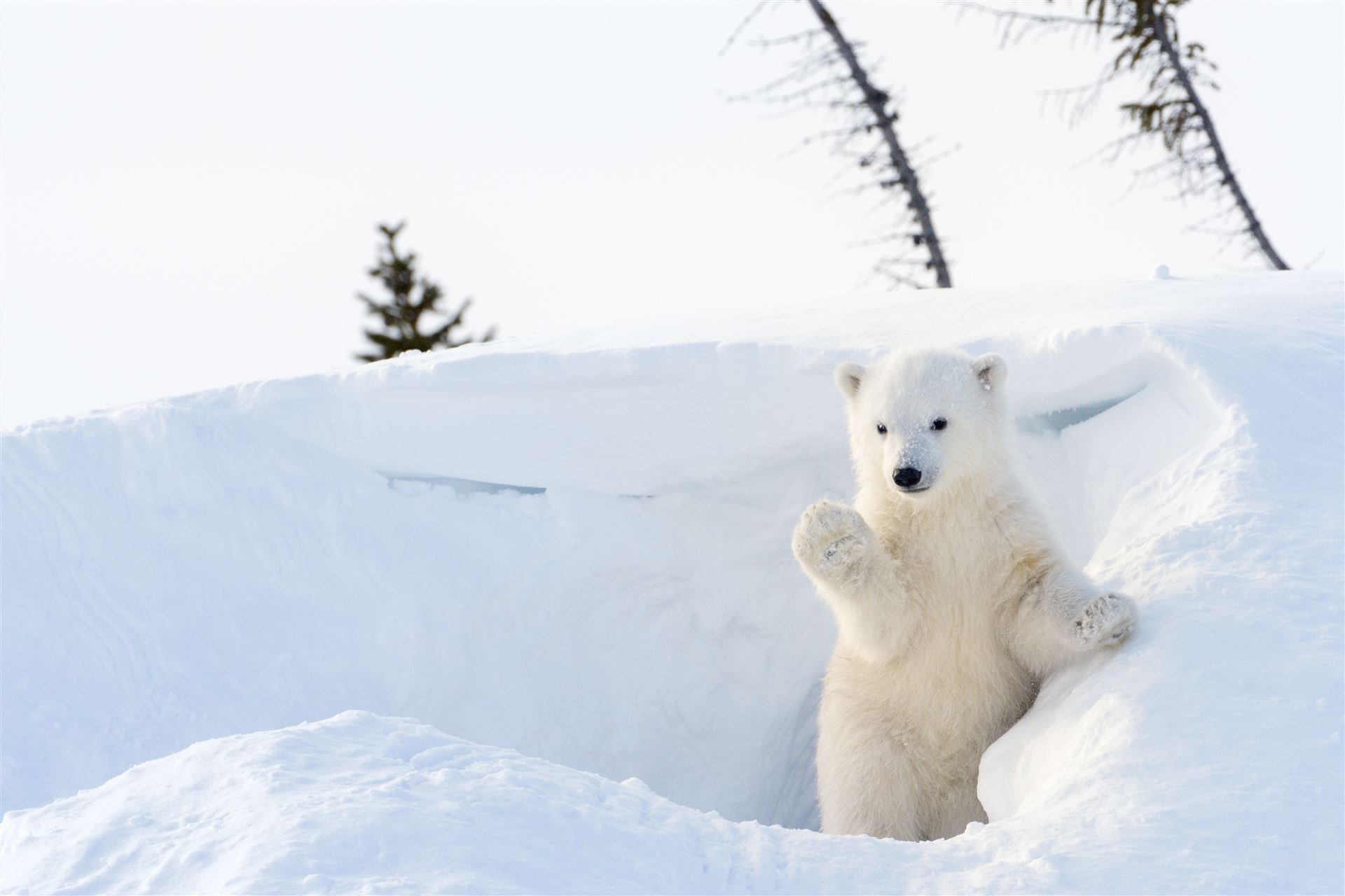Eisbären in der Hudson Bay