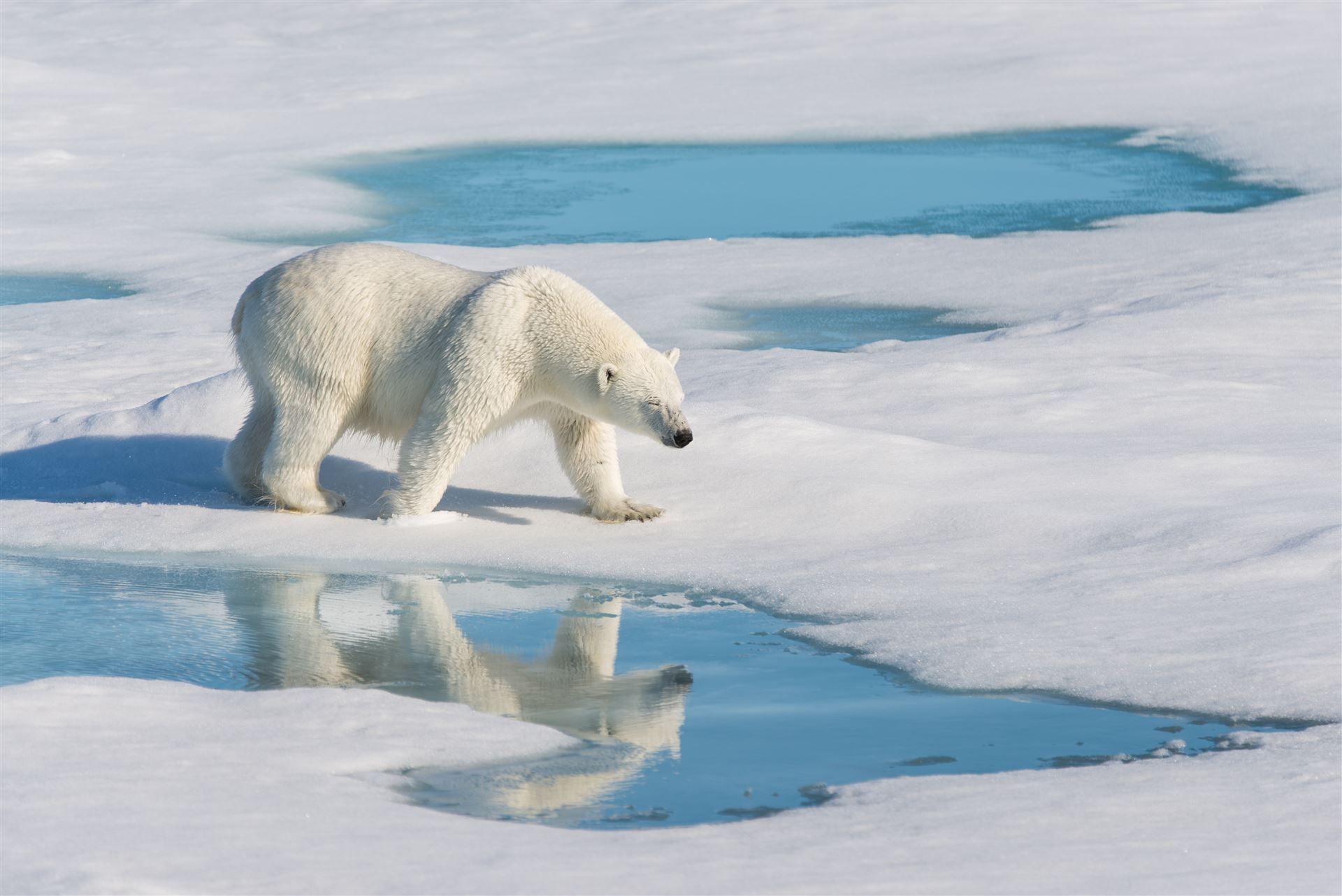 Eisbären in der Hudson Bay