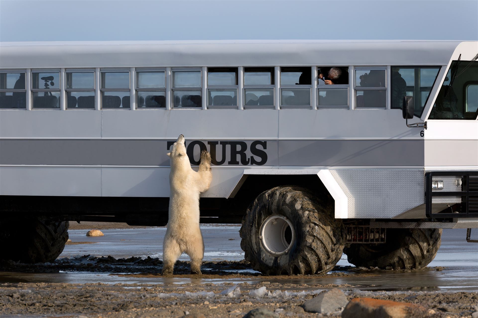 Eisbär-Touren an der Hudson Bay