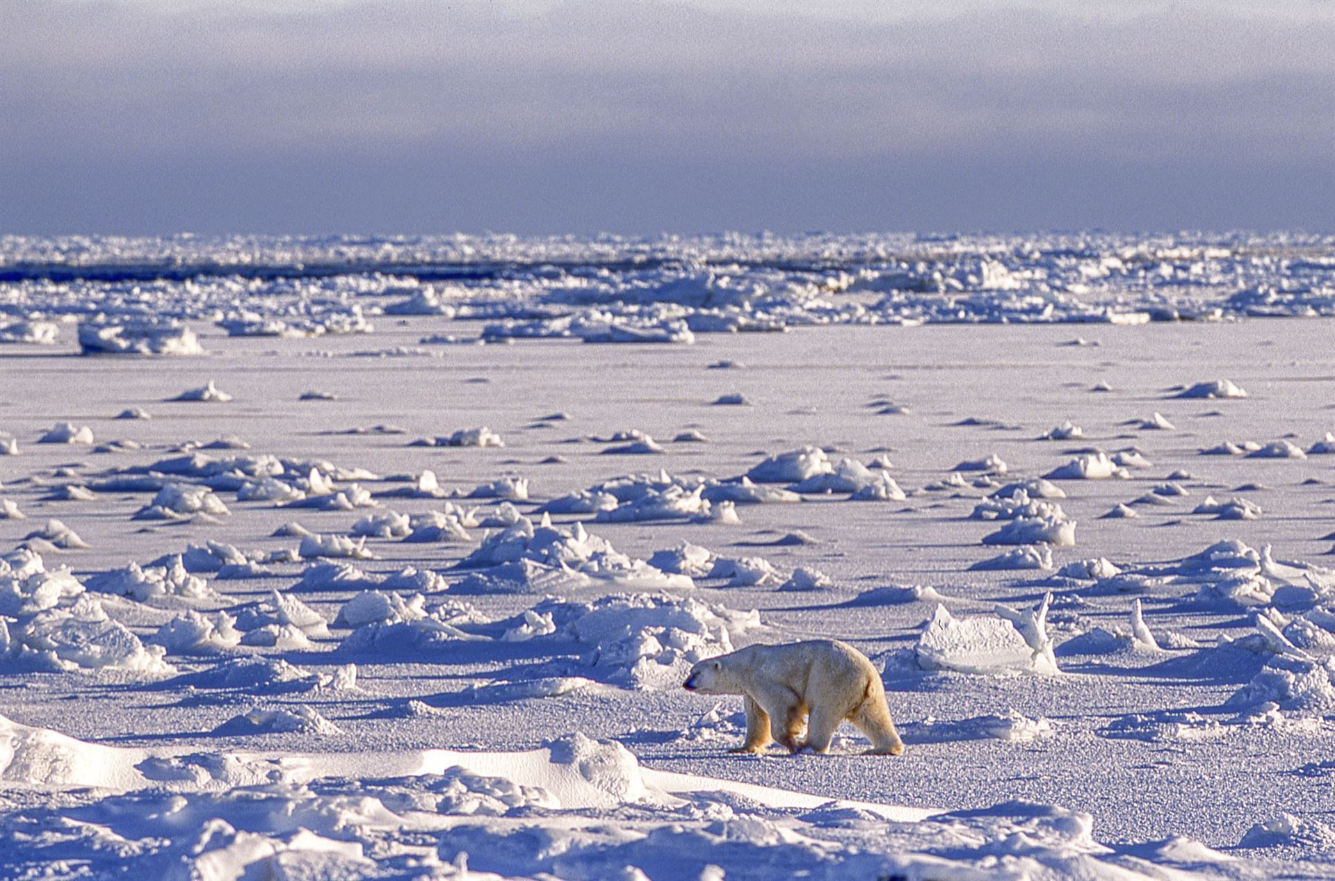 Eisbär in der Hudson Bay bei Churchill