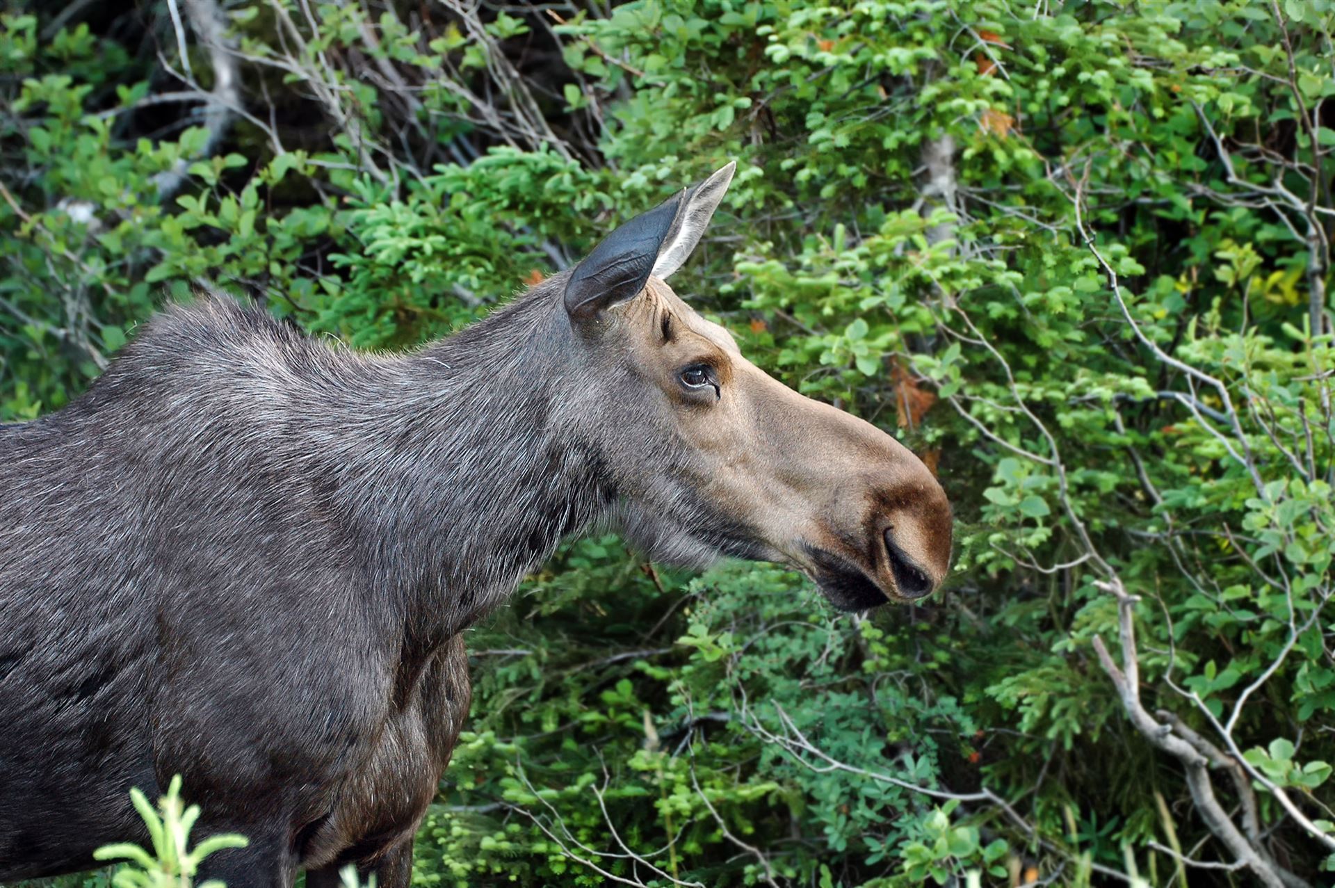 Elch im Cape Breton Highlands Nationalpark