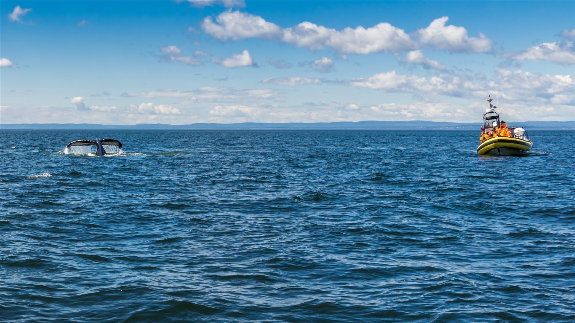 Whale Watching in Tadoussac