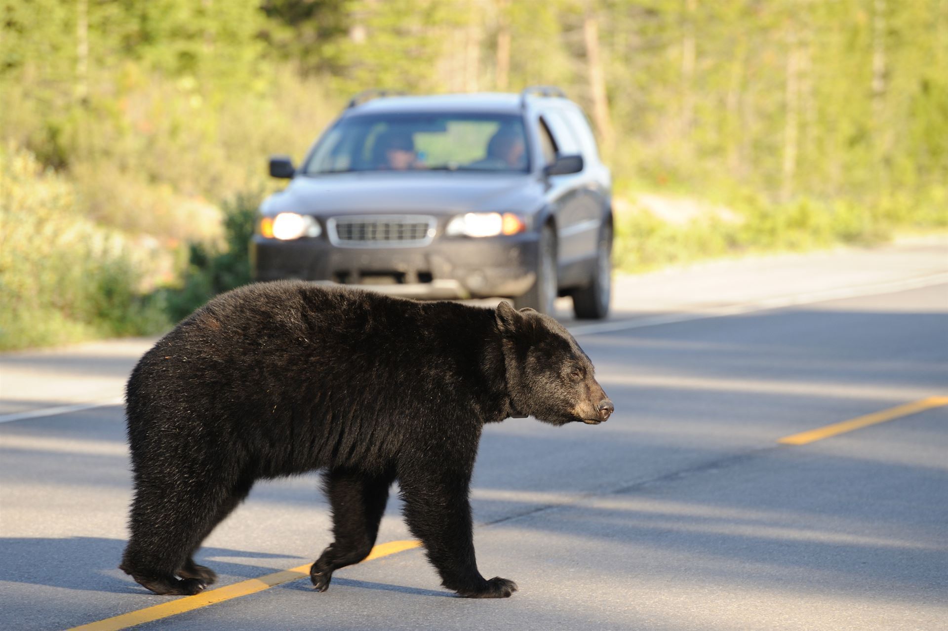 Kreuzender Bär auf dem Icefields Parkway