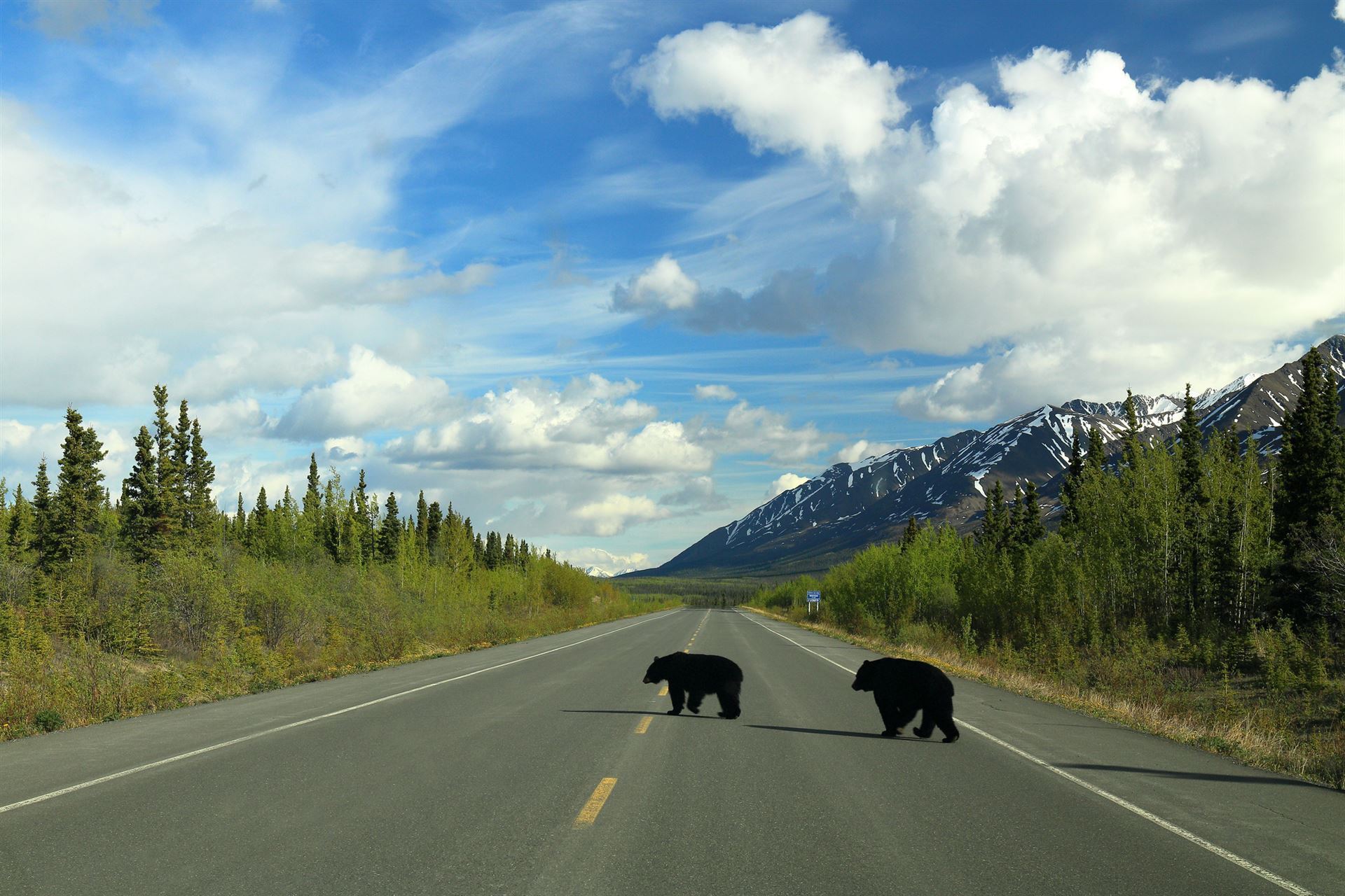 Schwarzbären im Kluane Nationalpark