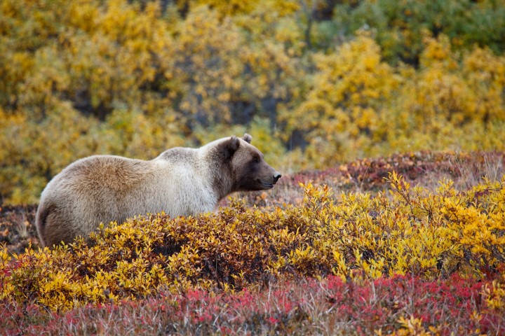 Alaska Grizzly