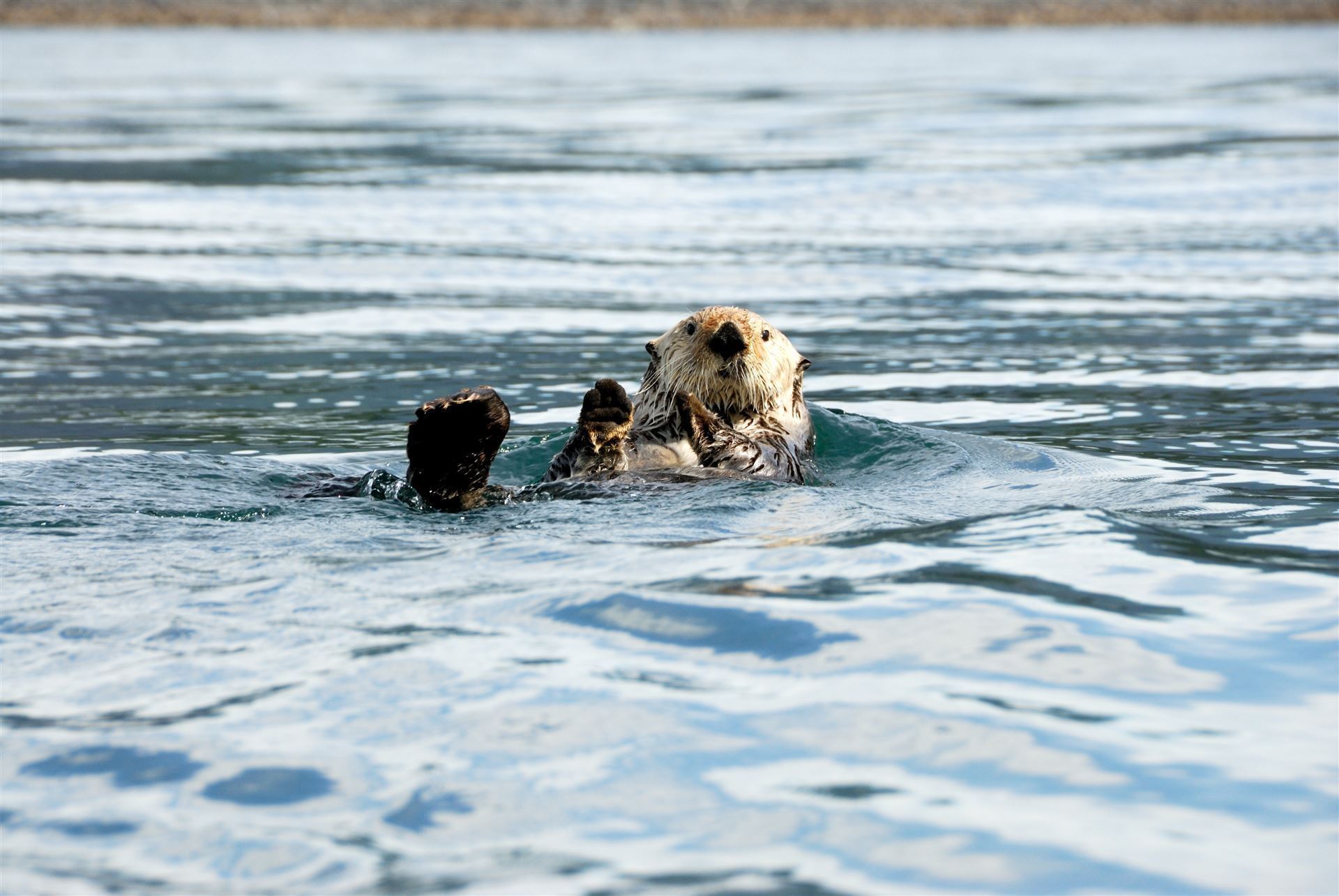 Fischotter in der Kachemak Bay