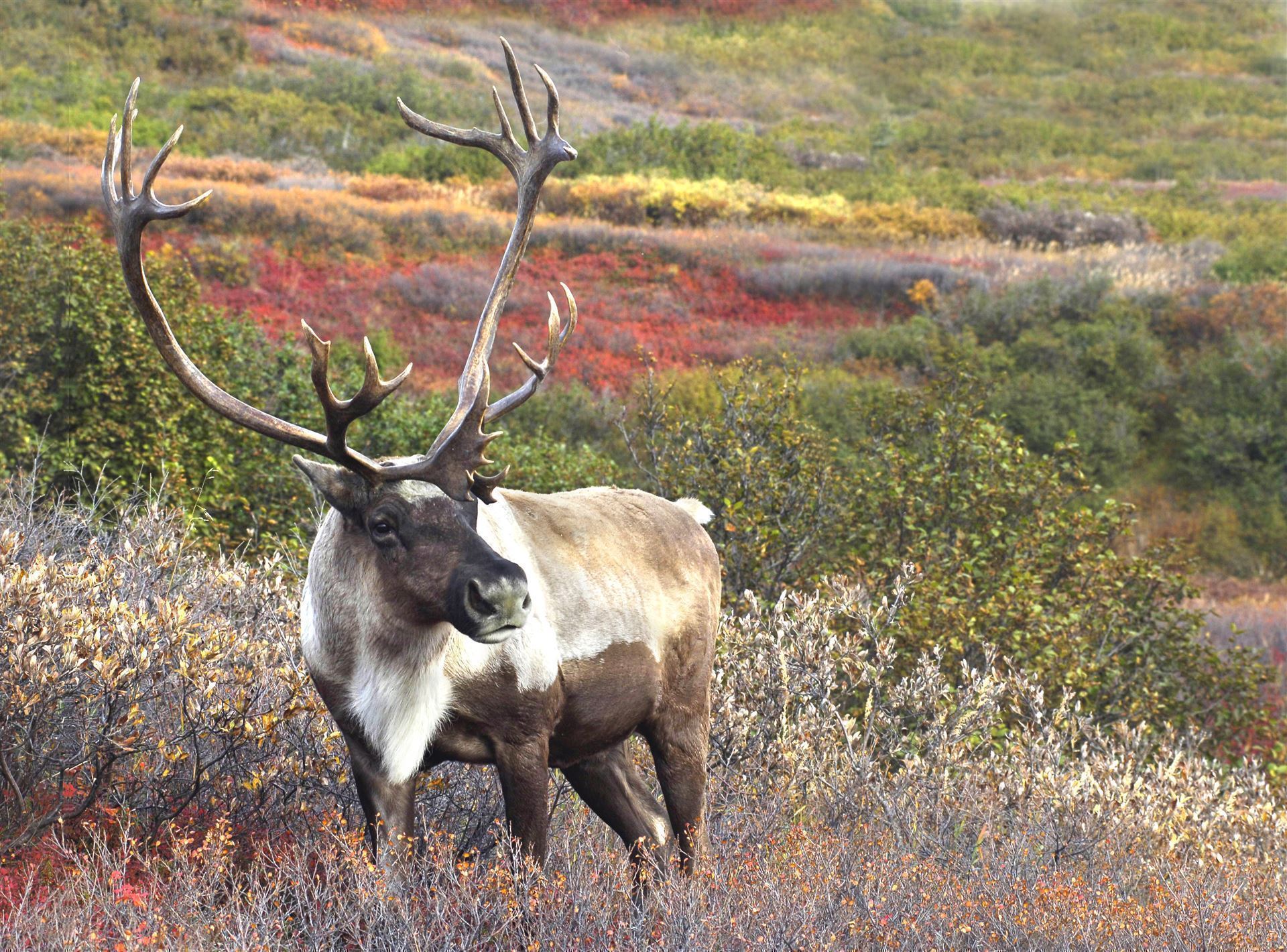Rentier in Alaska