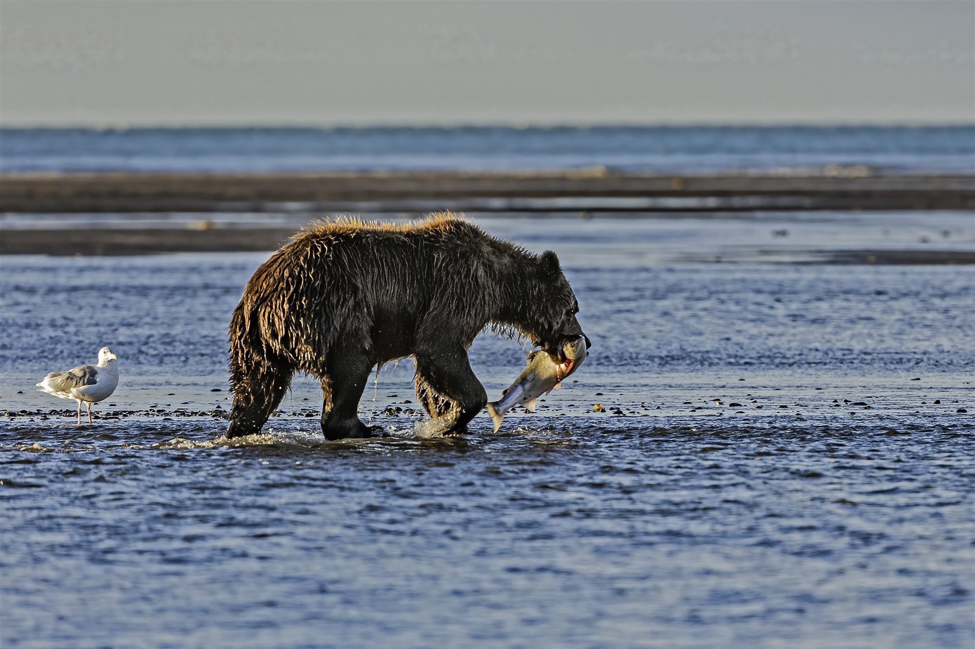 Braunbär im Lake Clark