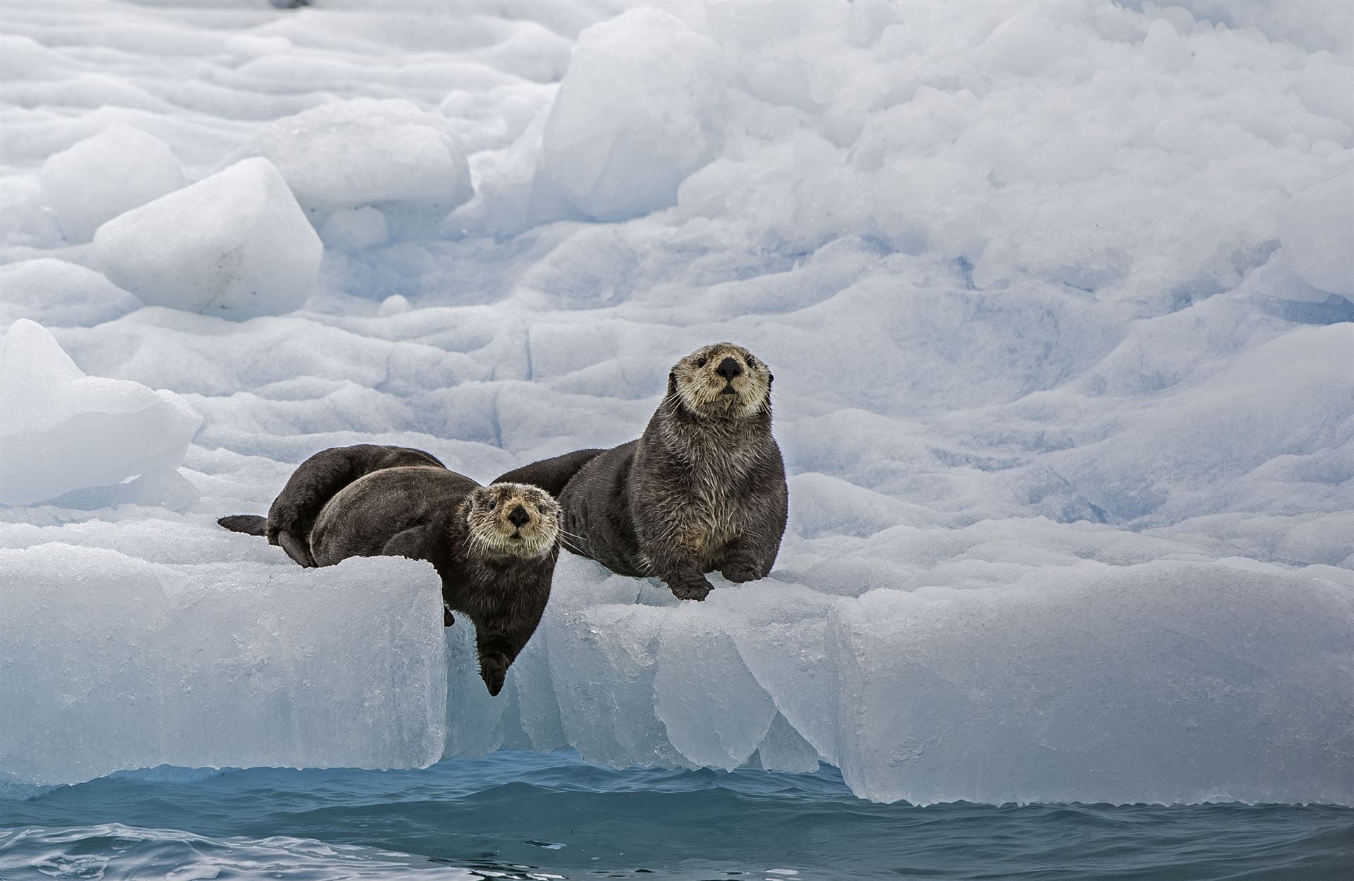 Otter im Prince William Sound
