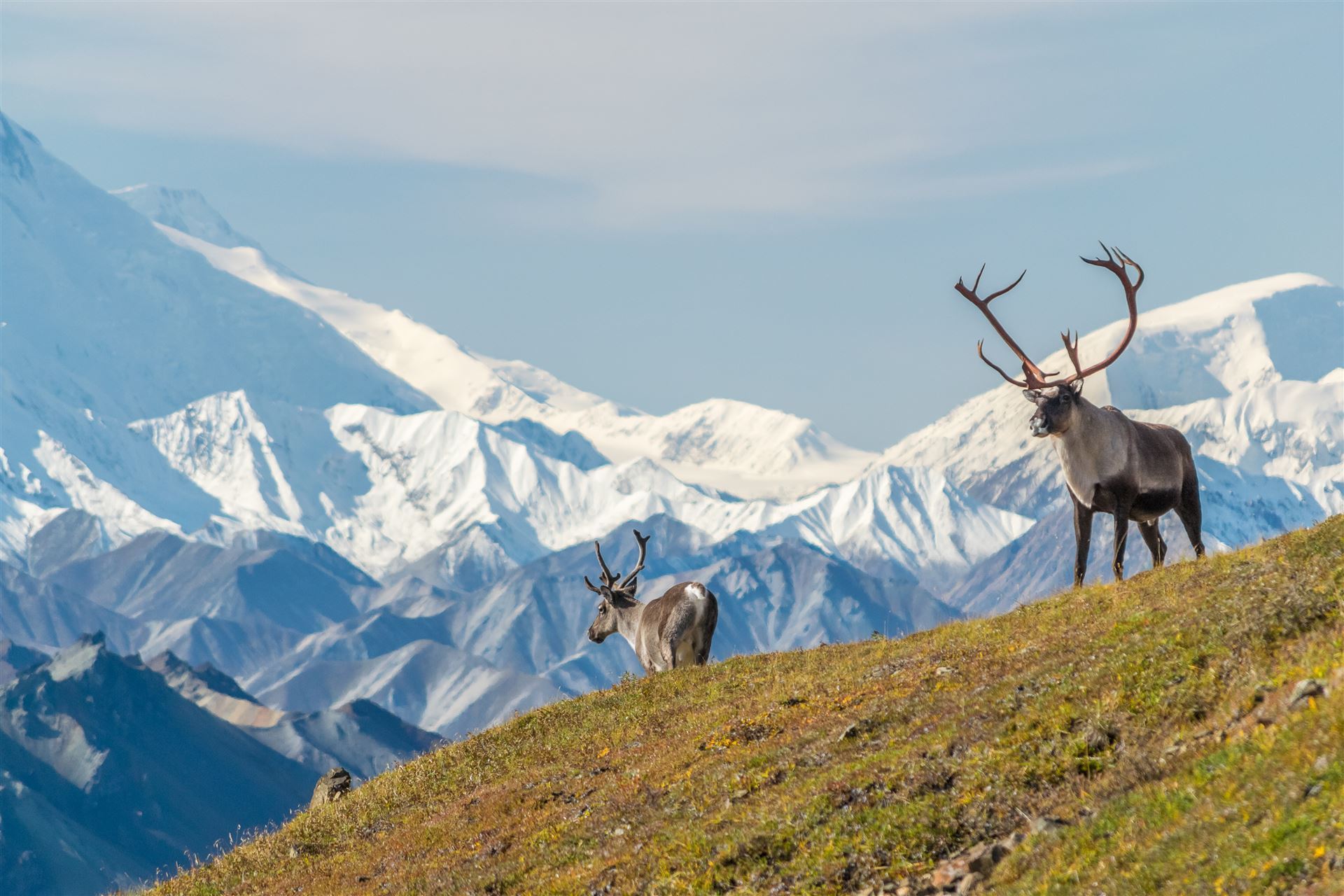 Rentiere vom Mount Denali