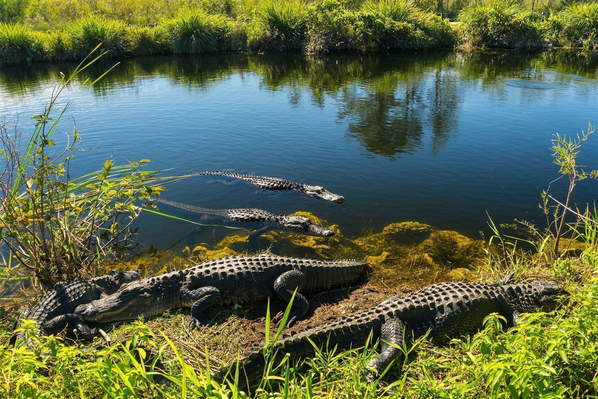 Krokodile im Everglades Nationalpark